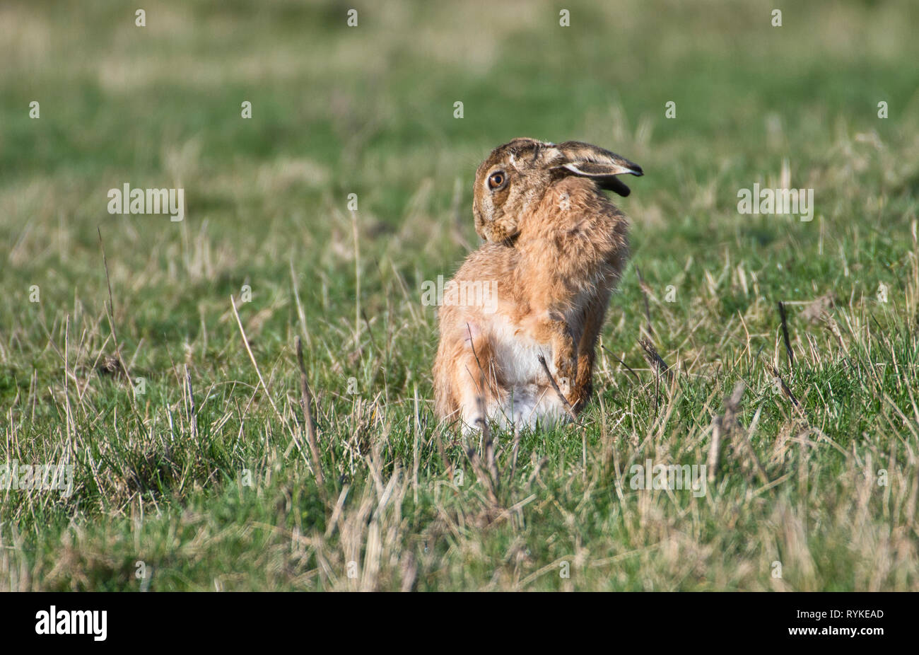 Brown ou lièvre d'Europe (Lepus europaeus) le toilettage lui-même dans un champ d'herbe. Banque D'Images