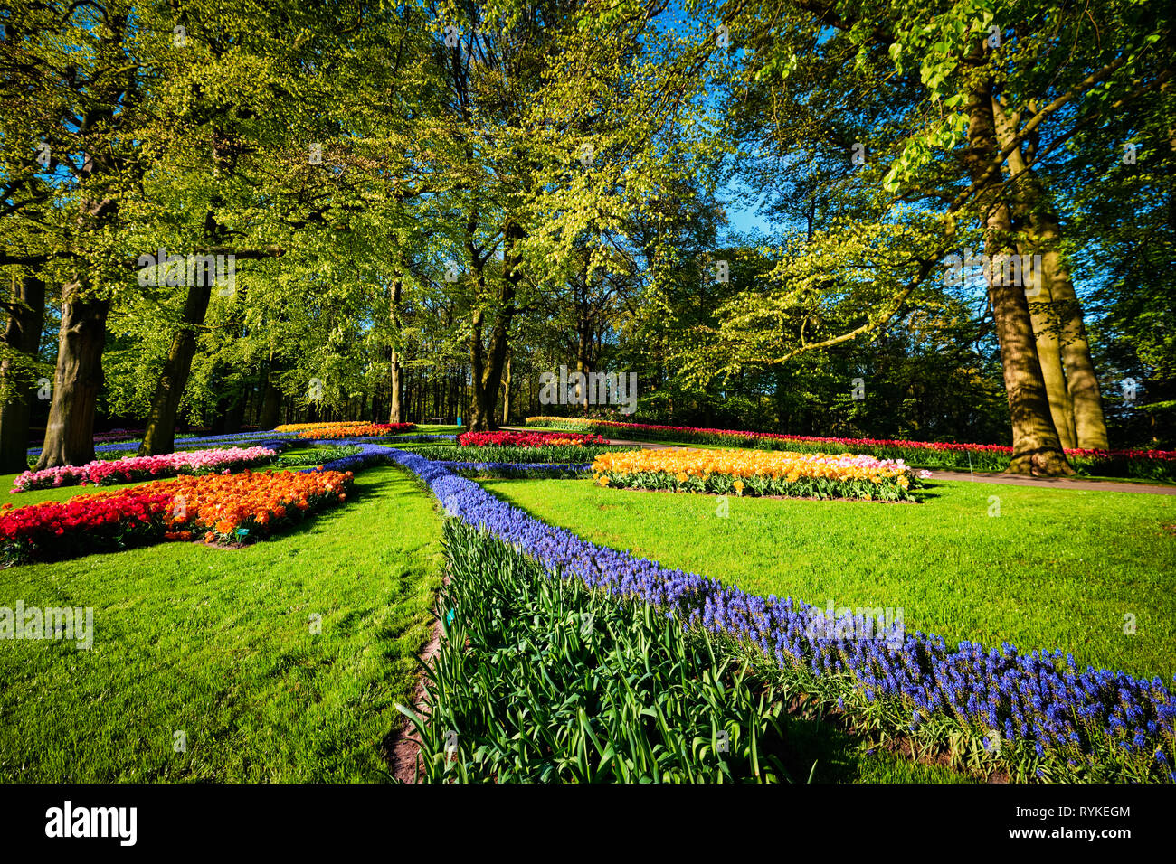Parterre de tulipes en fleurs dans jardin de fleurs Keukenhof, Netherland Banque D'Images
