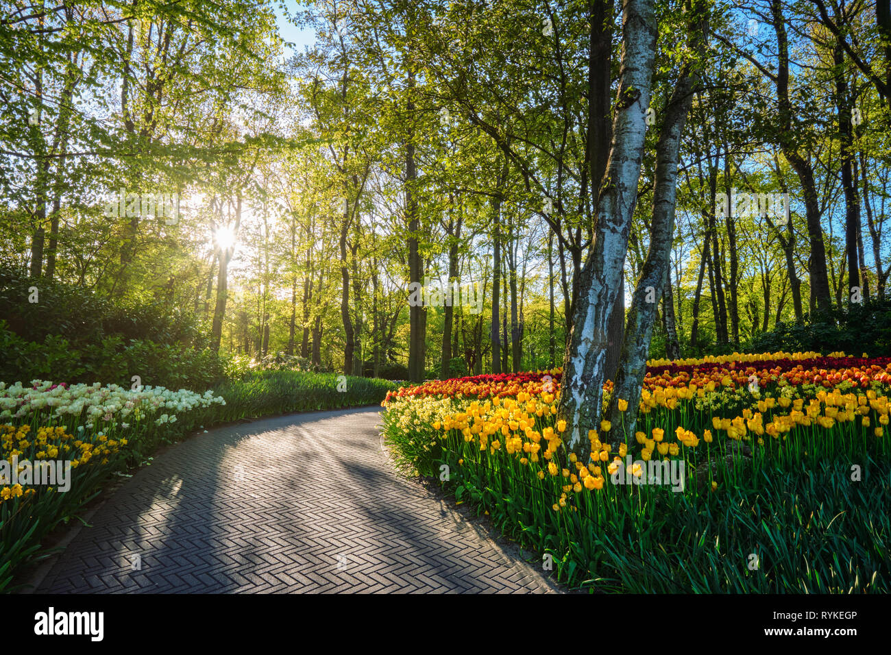 Jardin de fleurs Keukenhof. Lisse, aux Pays-Bas. Banque D'Images
