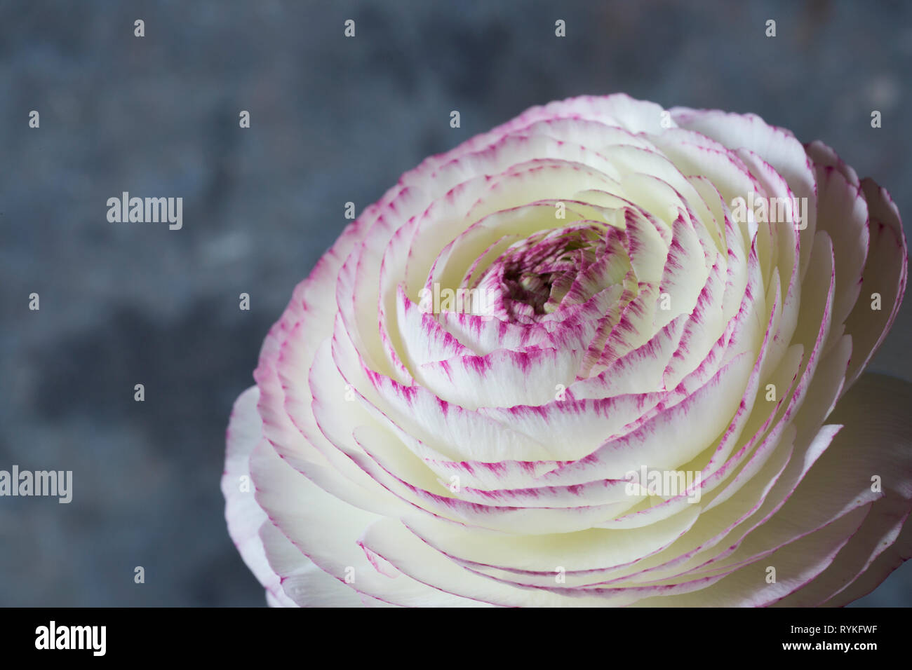 Ranunculus fleur blanche avec bordure rose sur les pétales Banque D'Images