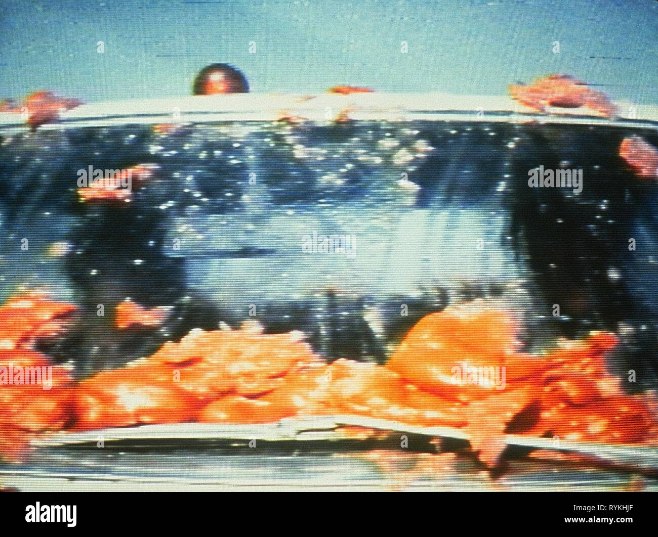 Attaque des tomates, car l'ATTAQUE DES TOMATES TUEUSES !, 1978 Banque D'Images