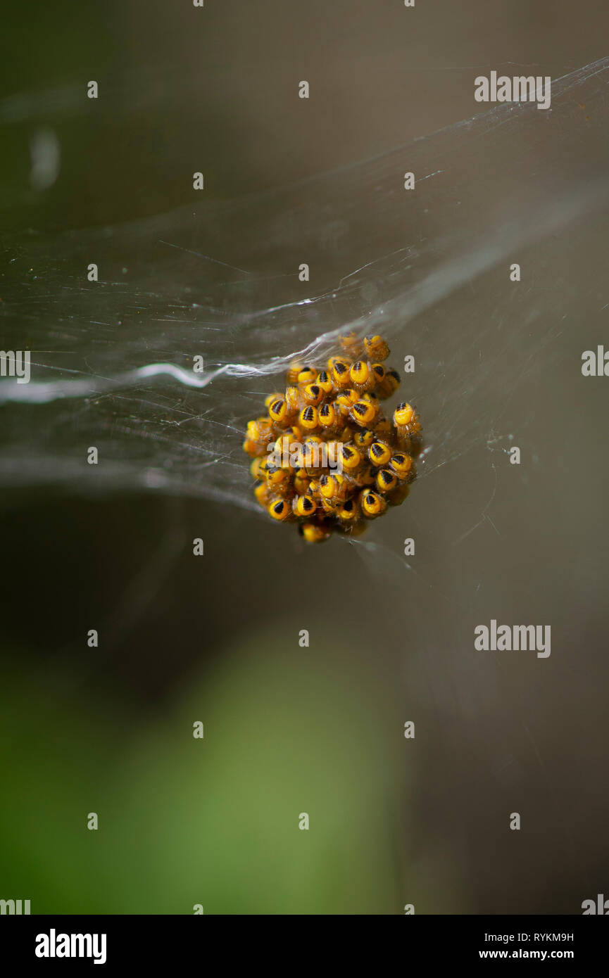 Groupe d'araignée des jardins (Araneus diadematus) web spider avec les bébés. L'Andalousie, espagne. Banque D'Images