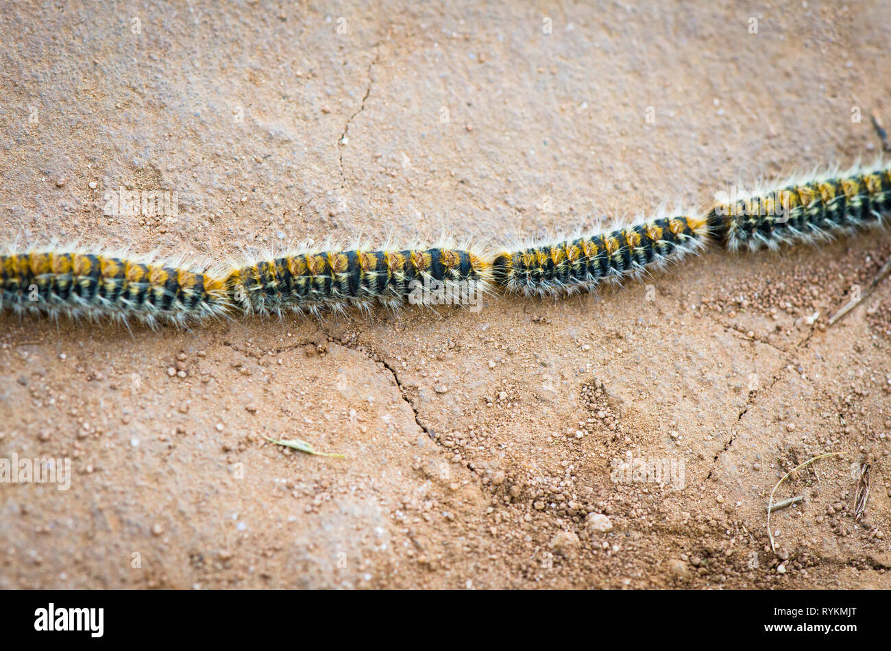 Thaumetopoea Pityocampa Banque D Image Et Photos Alamy Thaumetopoea Pityocampa Banque D Image Et Photos Alamy