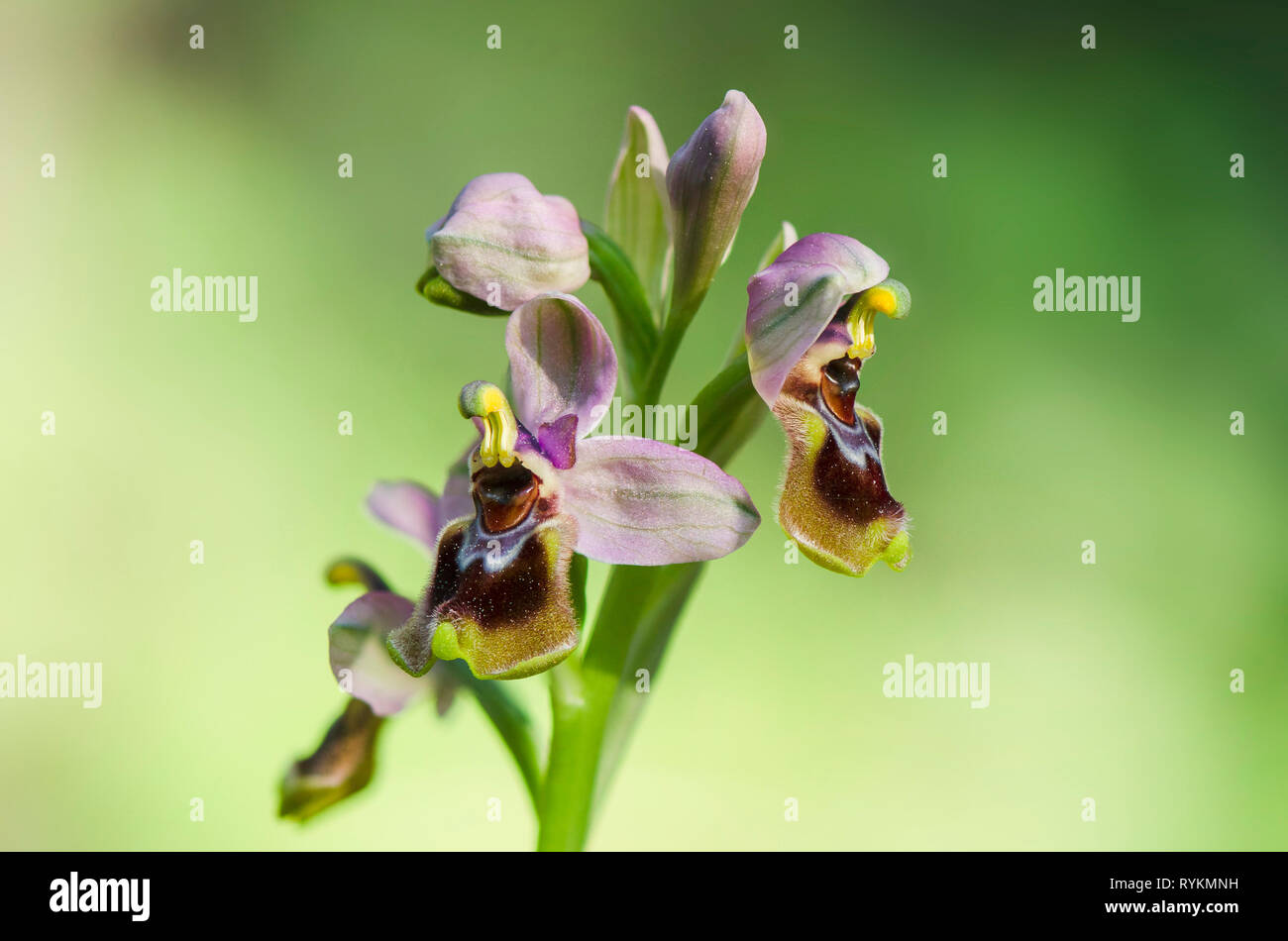 L'orchidée mouche, Ophrys tenthredinifera, Andalousie, au sud de l'Espagne Banque D'Images