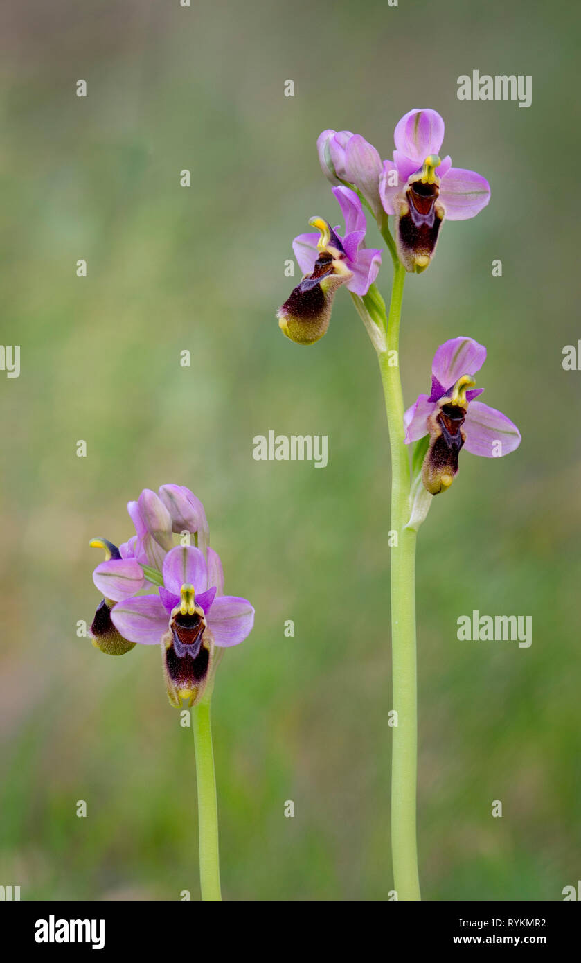 L'orchidée mouche, Ophrys tenthredinifera, Andalousie, au sud de l'Espagne Banque D'Images