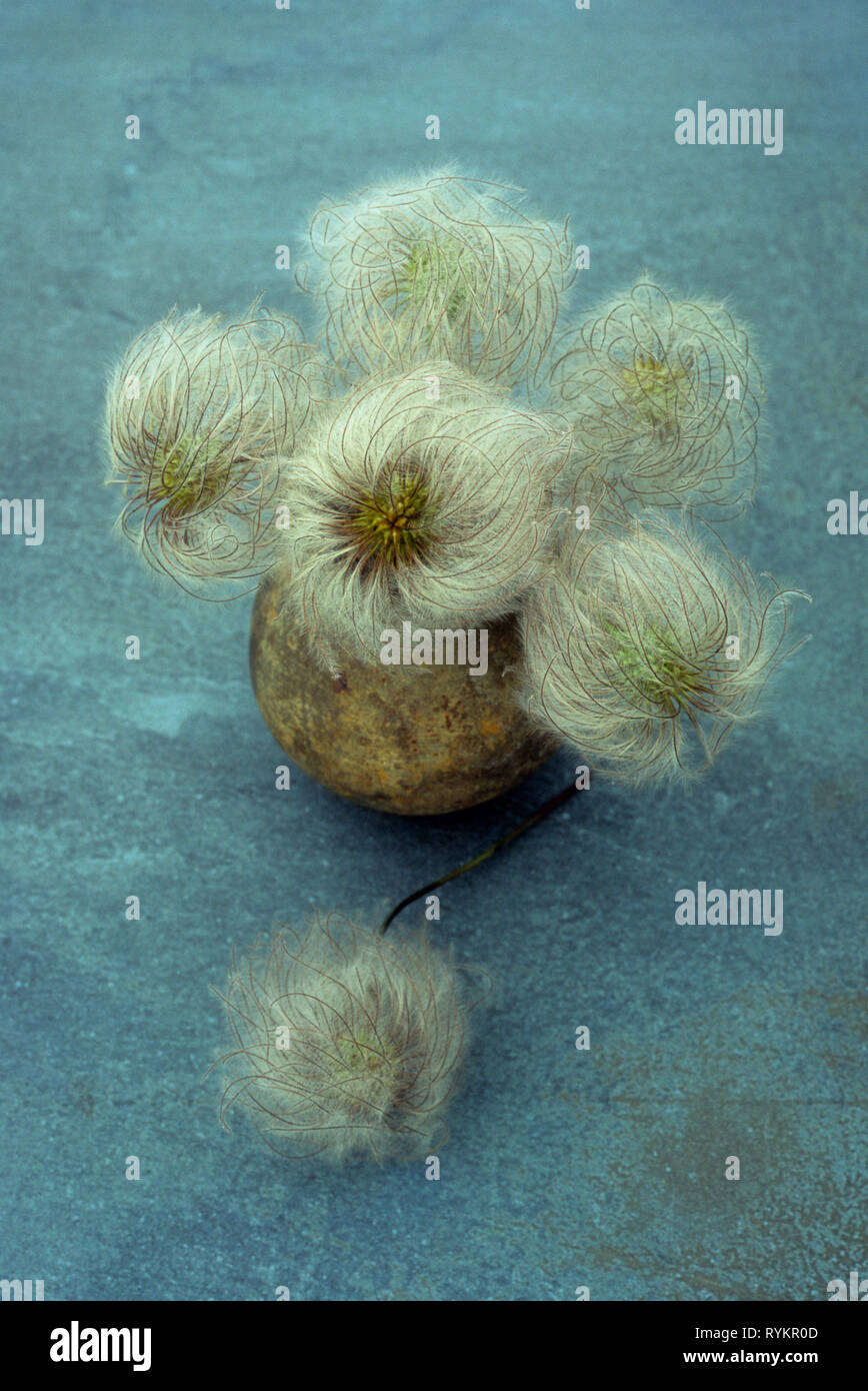 Blanches seedheads Frances Rivis Clematis pf en petit vase sur tuile verte bleu Banque D'Images