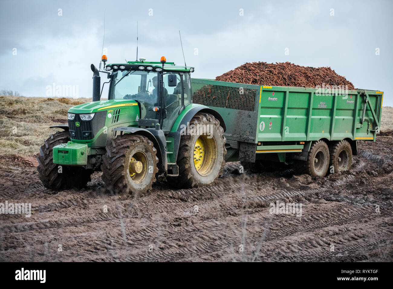 Tracteur John Deere tirant une grande remorque chargé avec les carottes. Banque D'Images