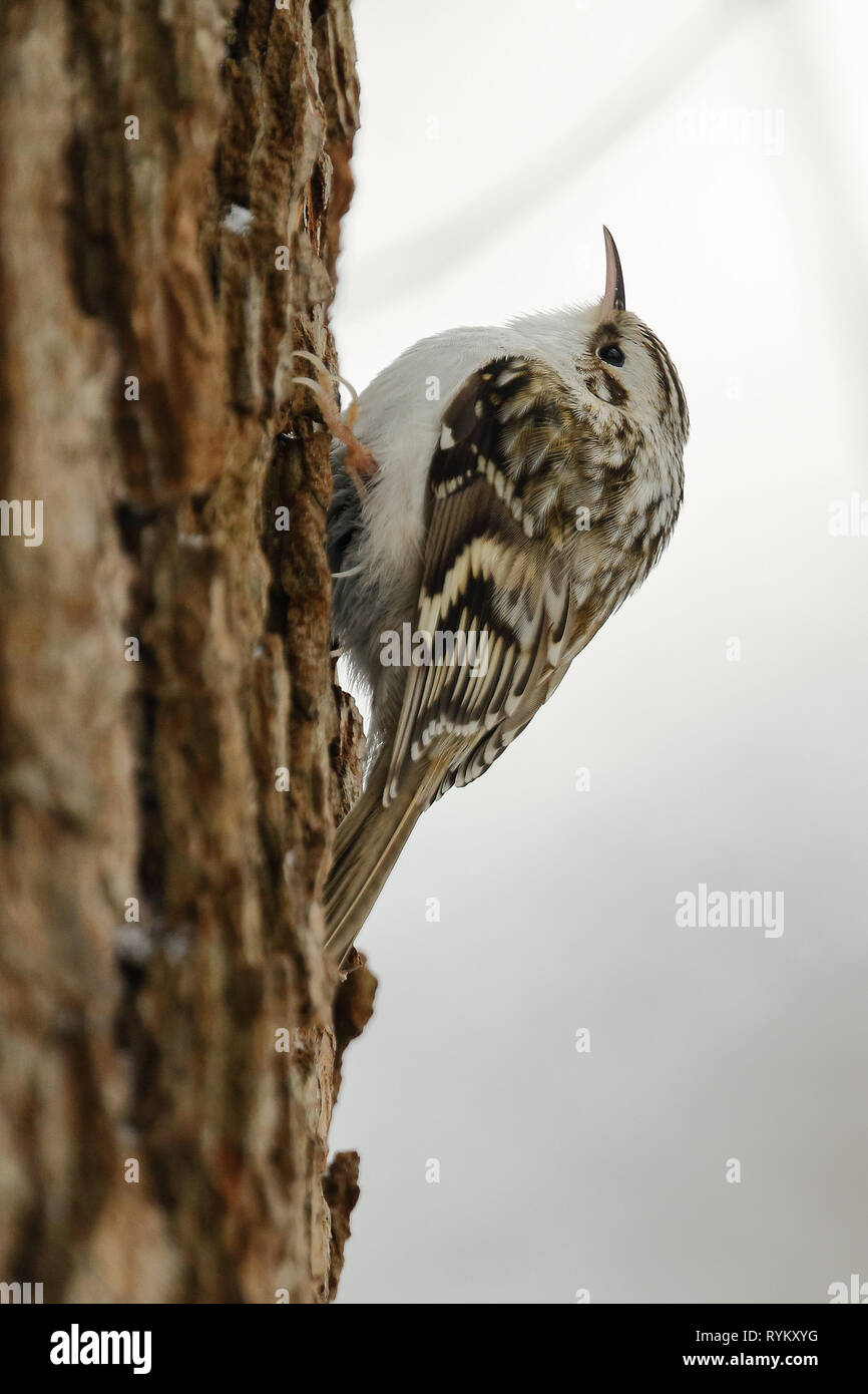 Bruant eurasien Banque D'Images