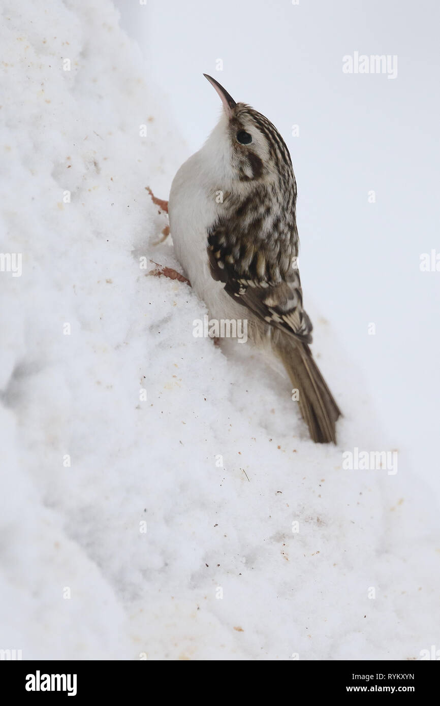Bruant eurasien Banque D'Images