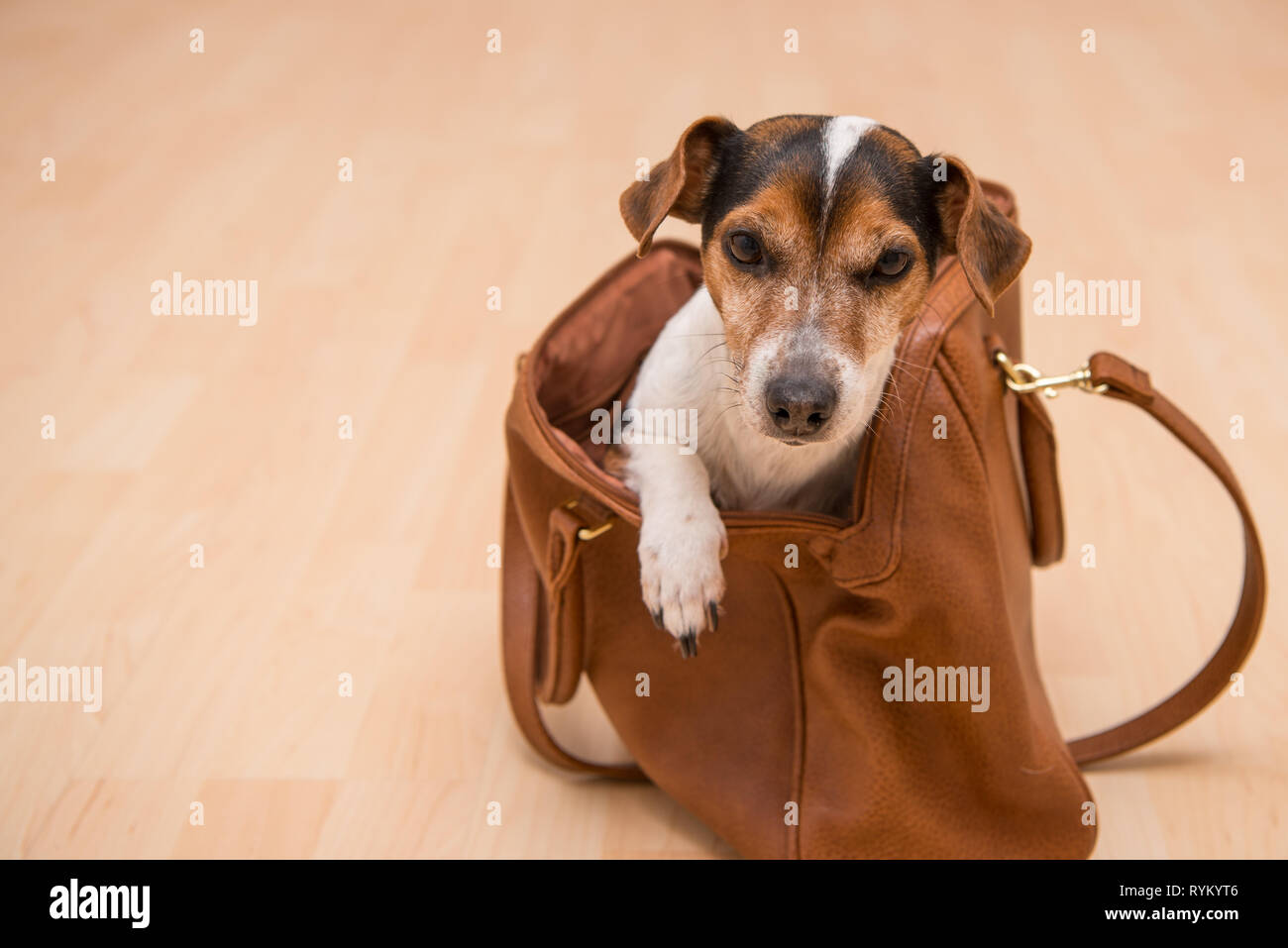 Peu mignon chien se trouve dans un sac à main marron et à l'avant - Jack Russell Terrier Banque D'Images