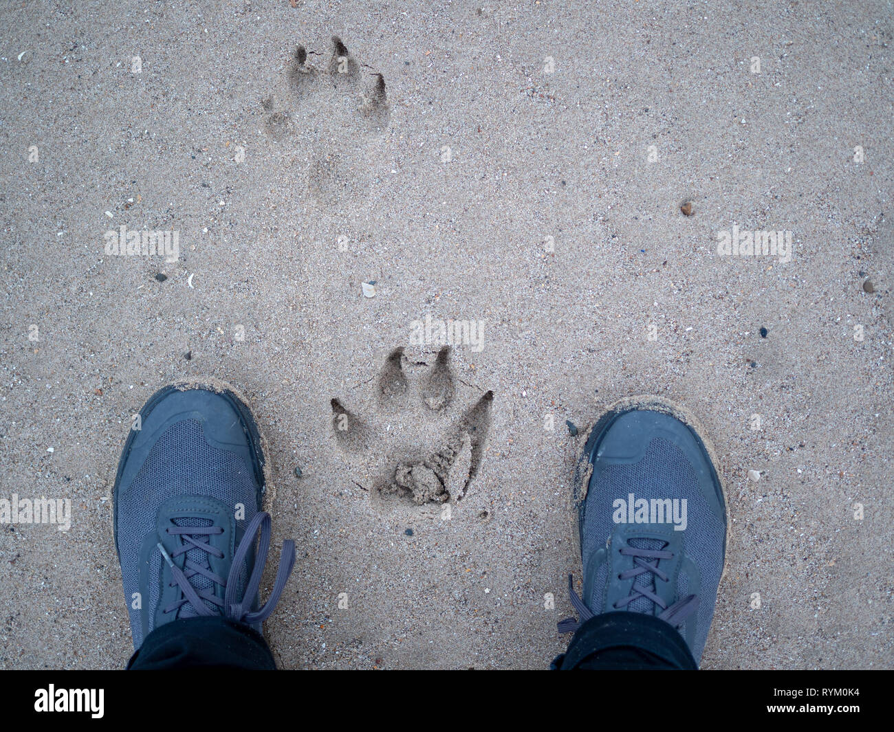 Empreintes de pattes de chien sur le sable d'une plage avec une paire de chaussures du Mans Banque D'Images