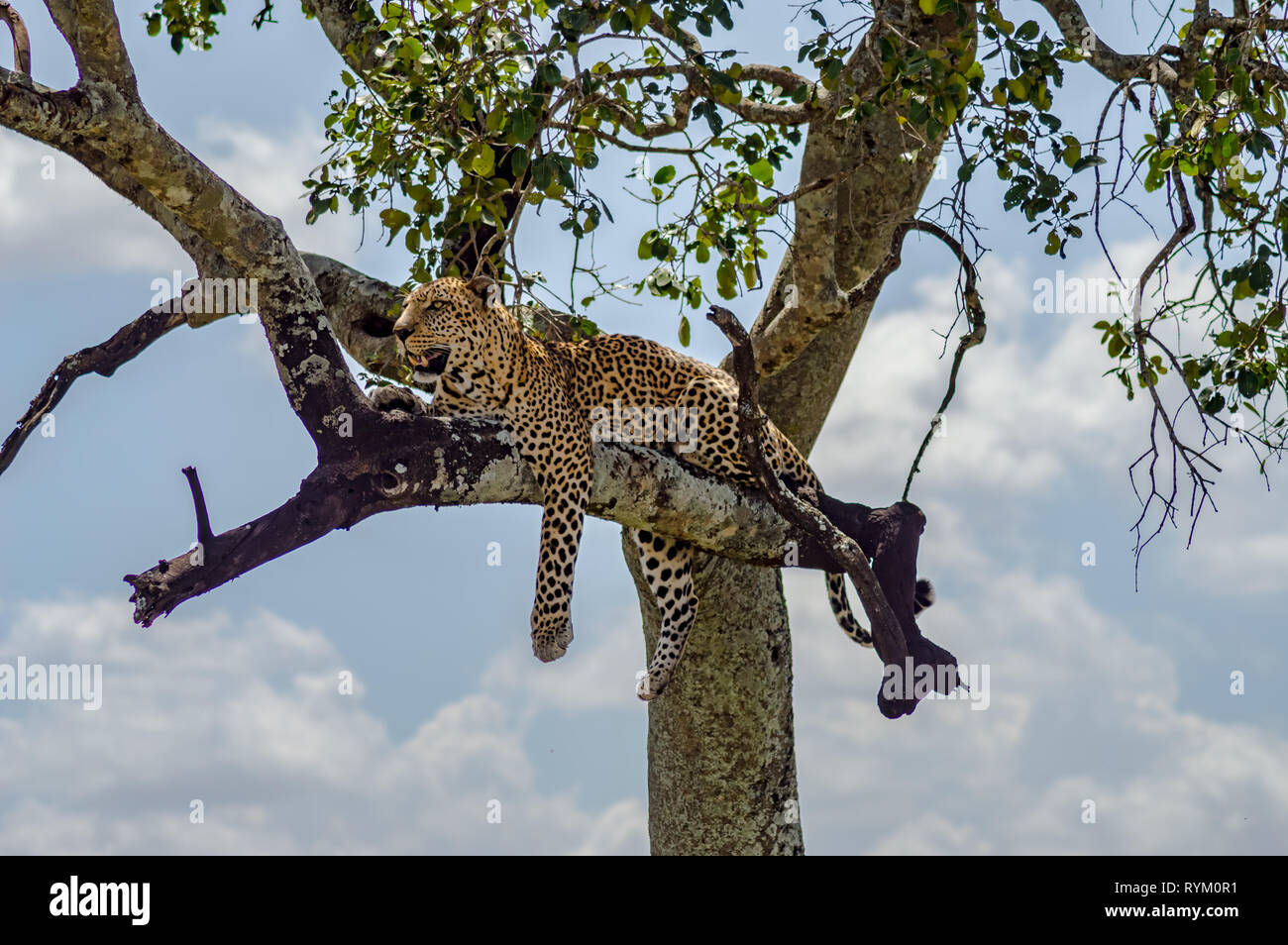 Leopard est posé sur une branche d'un arbre dans le parc national du Masai Mara au Kenya du Nord Ouest Banque D'Images