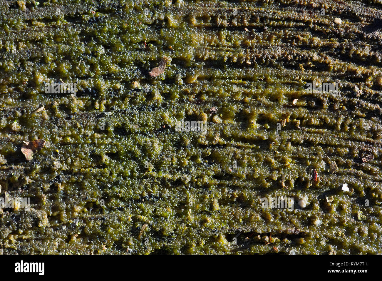 Anneaux couverts de mycélium humide mousses moule et la pourriture du bois abattu texture background. Banque D'Images