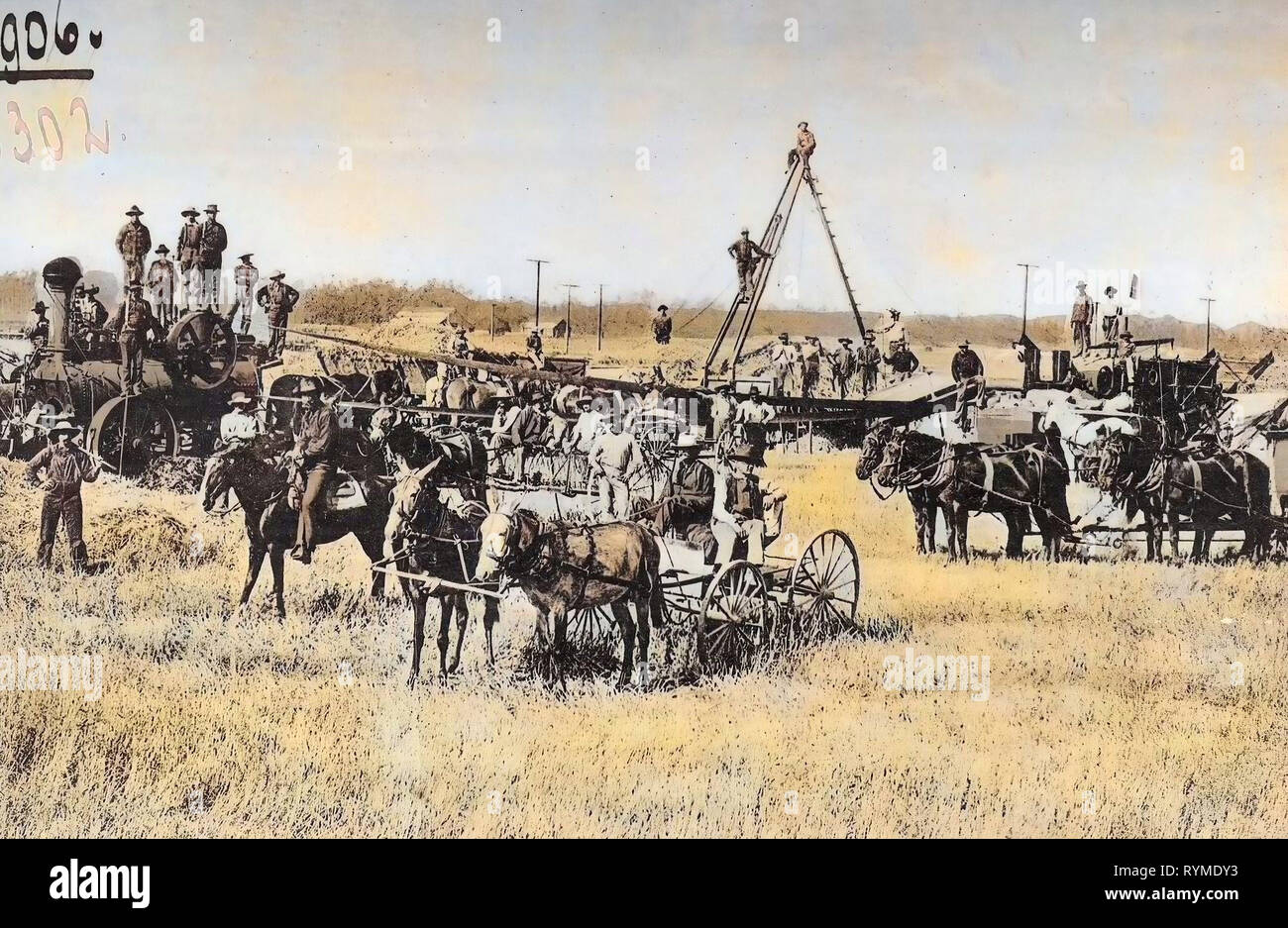 Chevaux de la United States, véhicules à traction, moteurs de traction, de l'Agriculture en Californie, de chariots tirés par des mulets dans l'United States, Oxnard, Californie, 1906, calcarea, Battage de haricots Banque D'Images