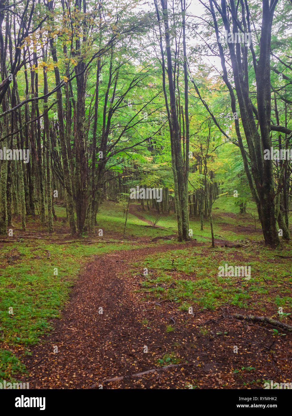 Le Parc National de la forêt de Cerro Castillo. L'autoroute austral, Chili, région de Aysen XI. Banque D'Images