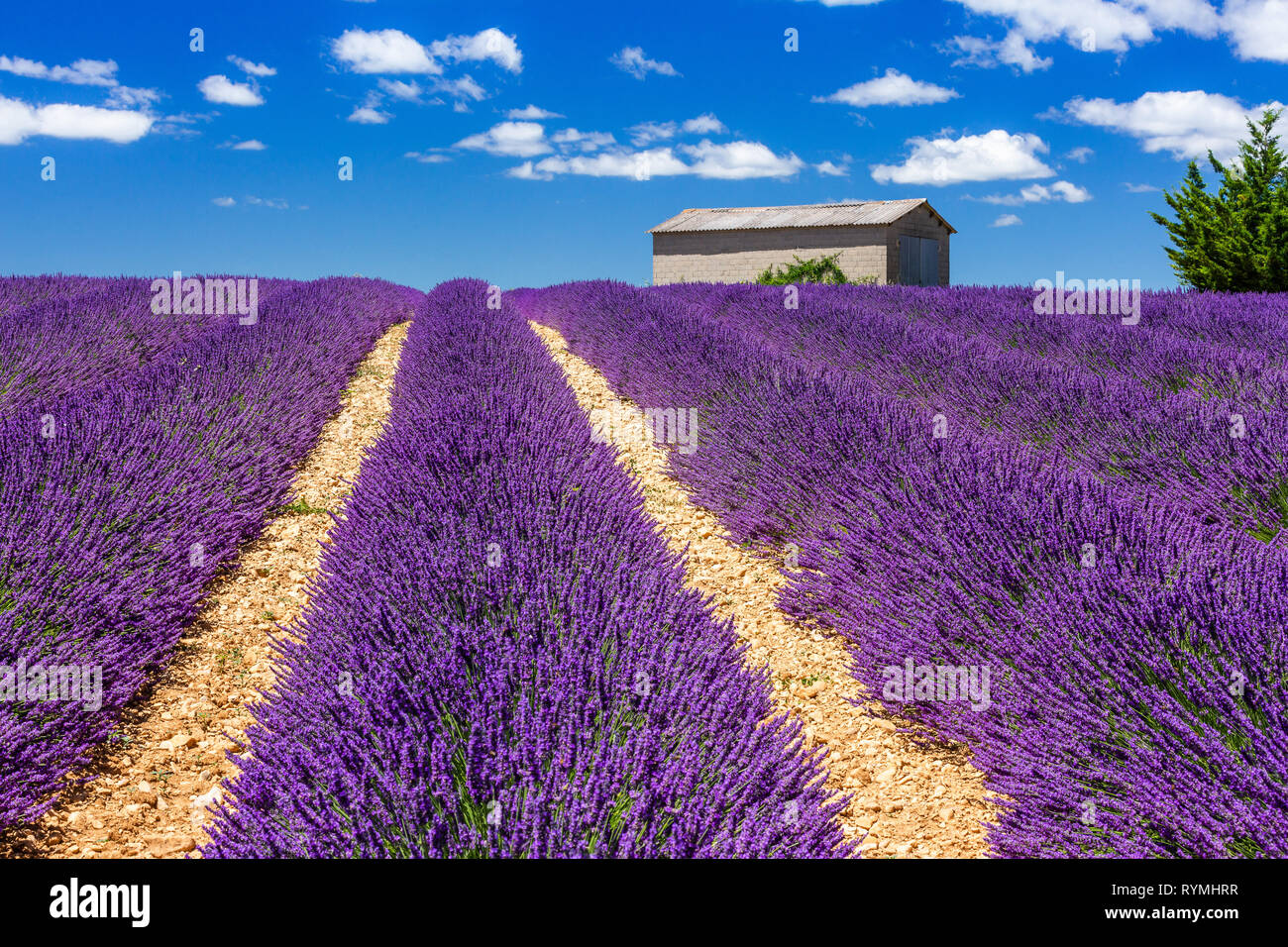 Provence, France. Champs de lavande sur le Plateau de Valensole. Banque D'Images