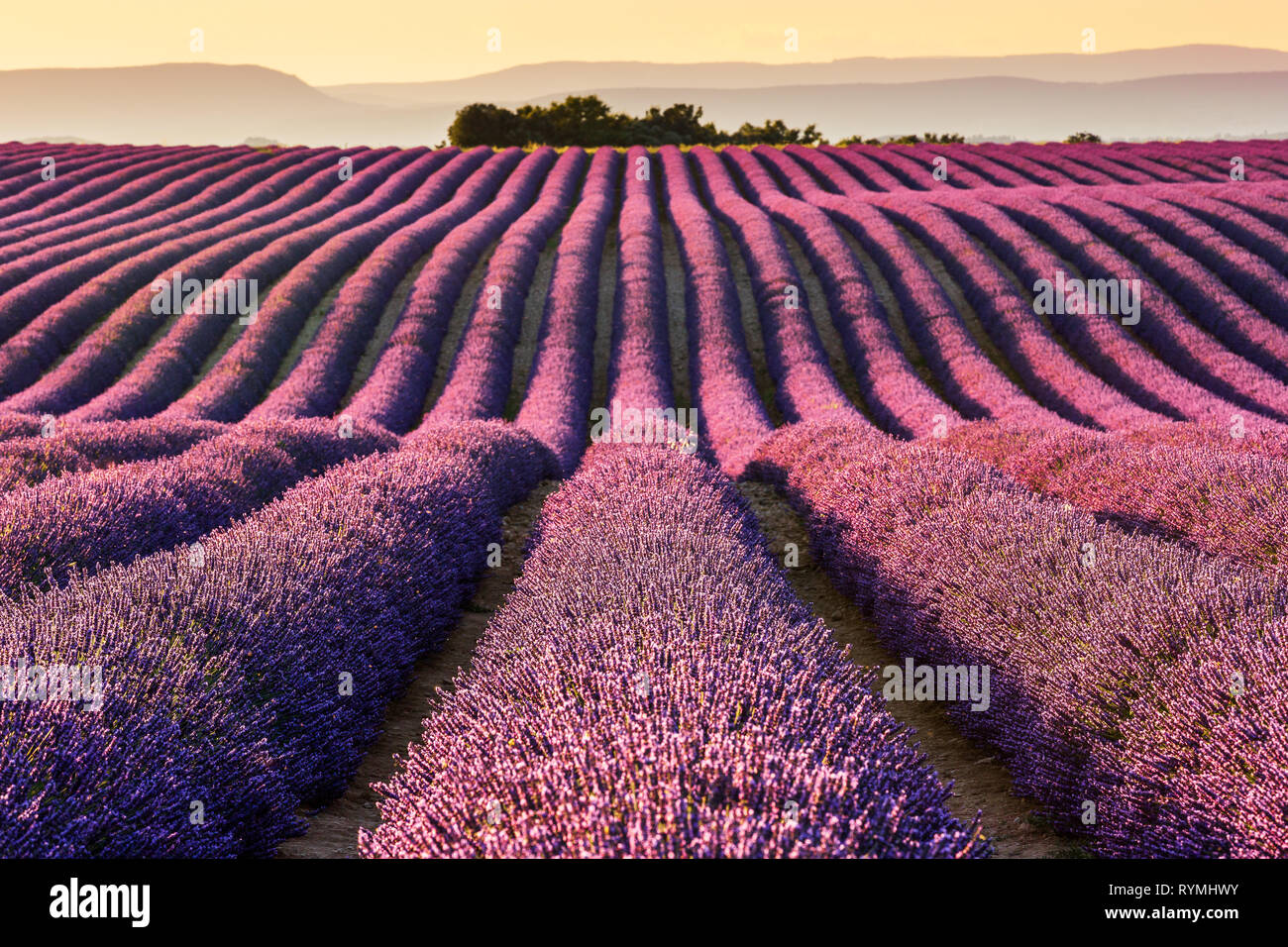 Provence, France. Champs de lavande sur le Plateau de Valensole. Banque D'Images