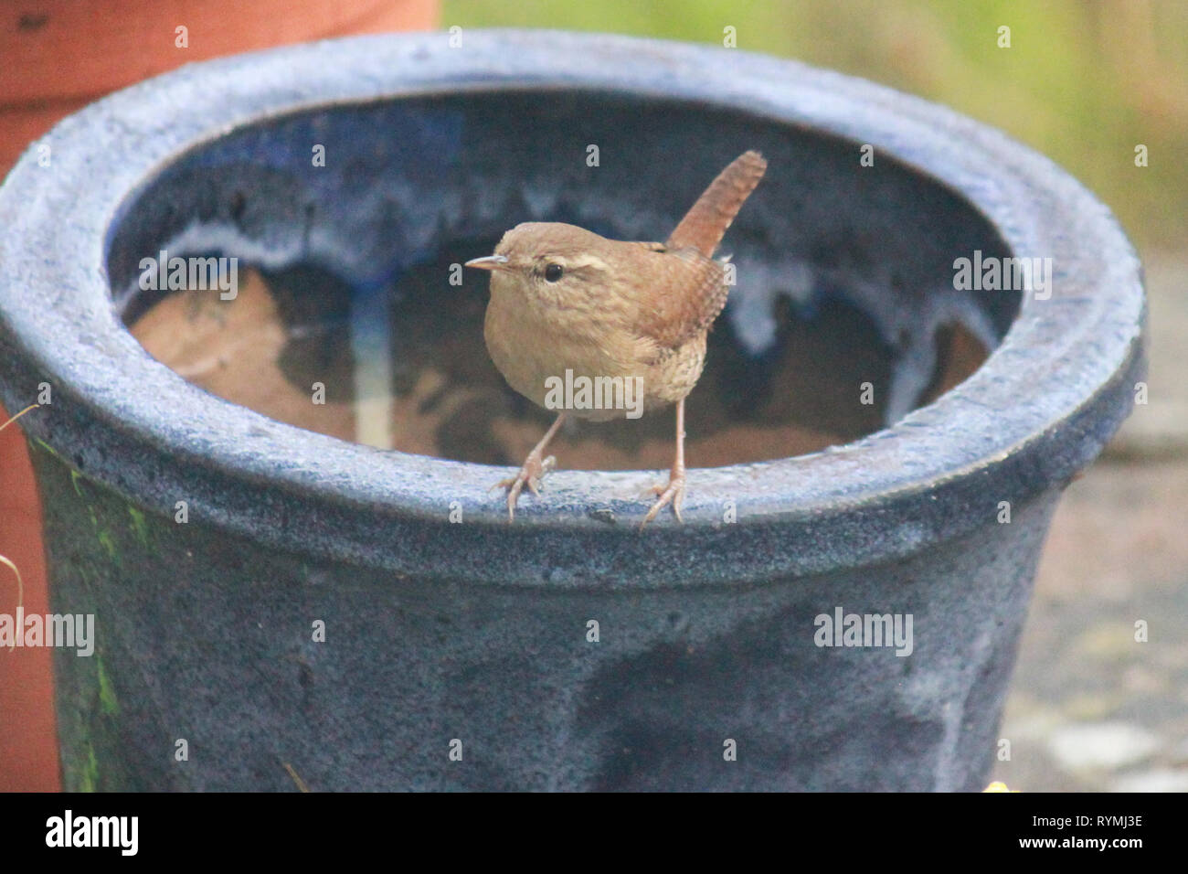 Wren, troglodytes, perché sur un pot de fleur bleue dans le jardin. Banque D'Images