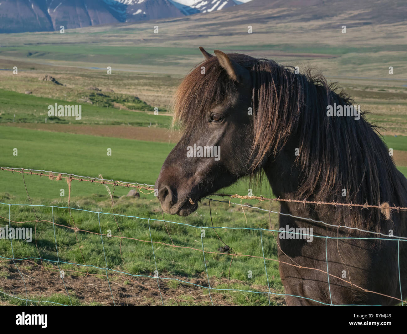 Portrait de profil d'un seul cheval brun foncé à plus d'une clôture d'un pré vert en Islande Banque D'Images