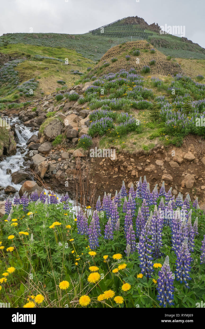 Colline avec cascade et fleurs sauvages ci-dessous les barrières du système de protection contre les avalanches (Siglufjordur Siglufjörður ci-dessus) l'Islande Banque D'Images