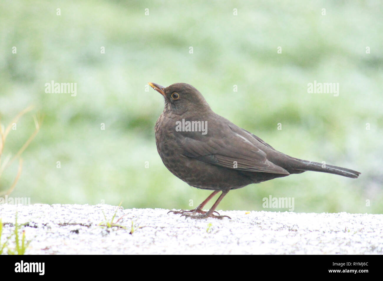 Blackbird femelle, Turdus merula, debout sur la neige sur un pas dans le jardin. Banque D'Images