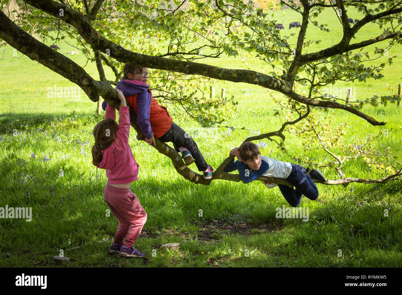 Enfants jouant sur un arbre dans le comté de Castle Ward Banque D'Images