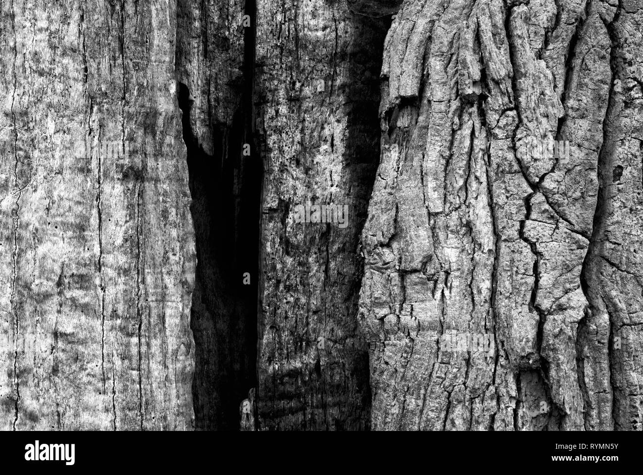 Les structures de l'écorce, forêt vierge Urwald Sababurg, Weser Uplands, Thuringe, Hesse, Allemagne Banque D'Images