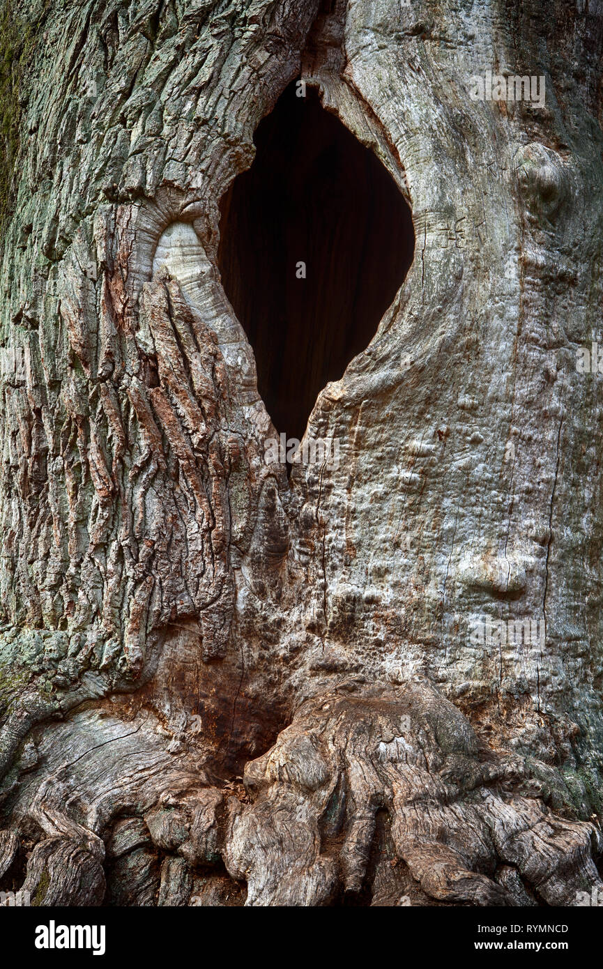 Les structures de l'écorce, forêt vierge Urwald Sababurg, Weser Uplands, Thuringe, Hesse, Allemagne Banque D'Images