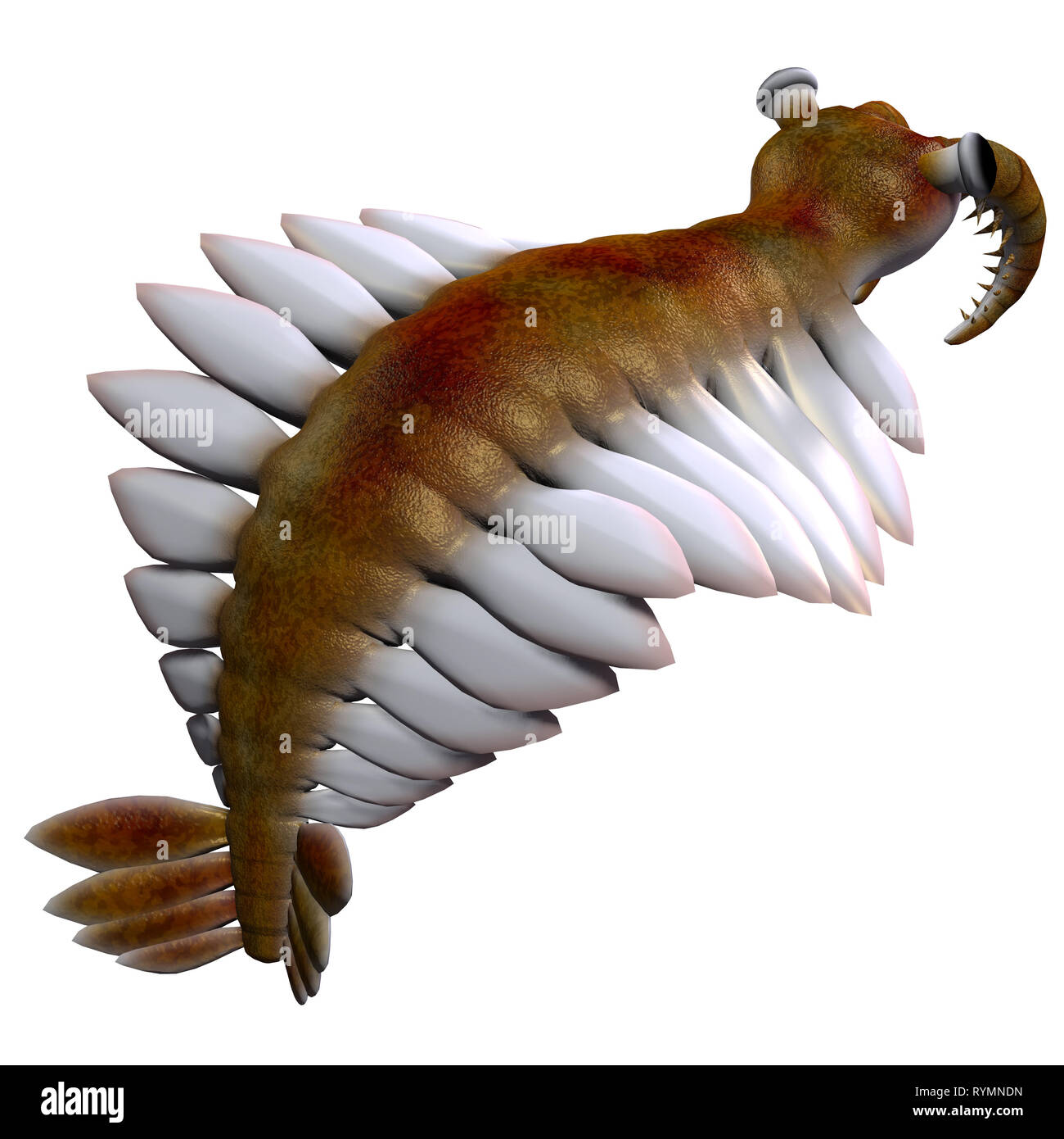 Anomalocaris Anomalocaris Cambrian - était un poissons carnivores marins qui vivaient dans les mers du Cambrien. Banque D'Images Anomalocaris Anomalocaris Cambrian - était un poissons carnivores marins qui vivaient dans les mers du Cambrien. Banque D'Images