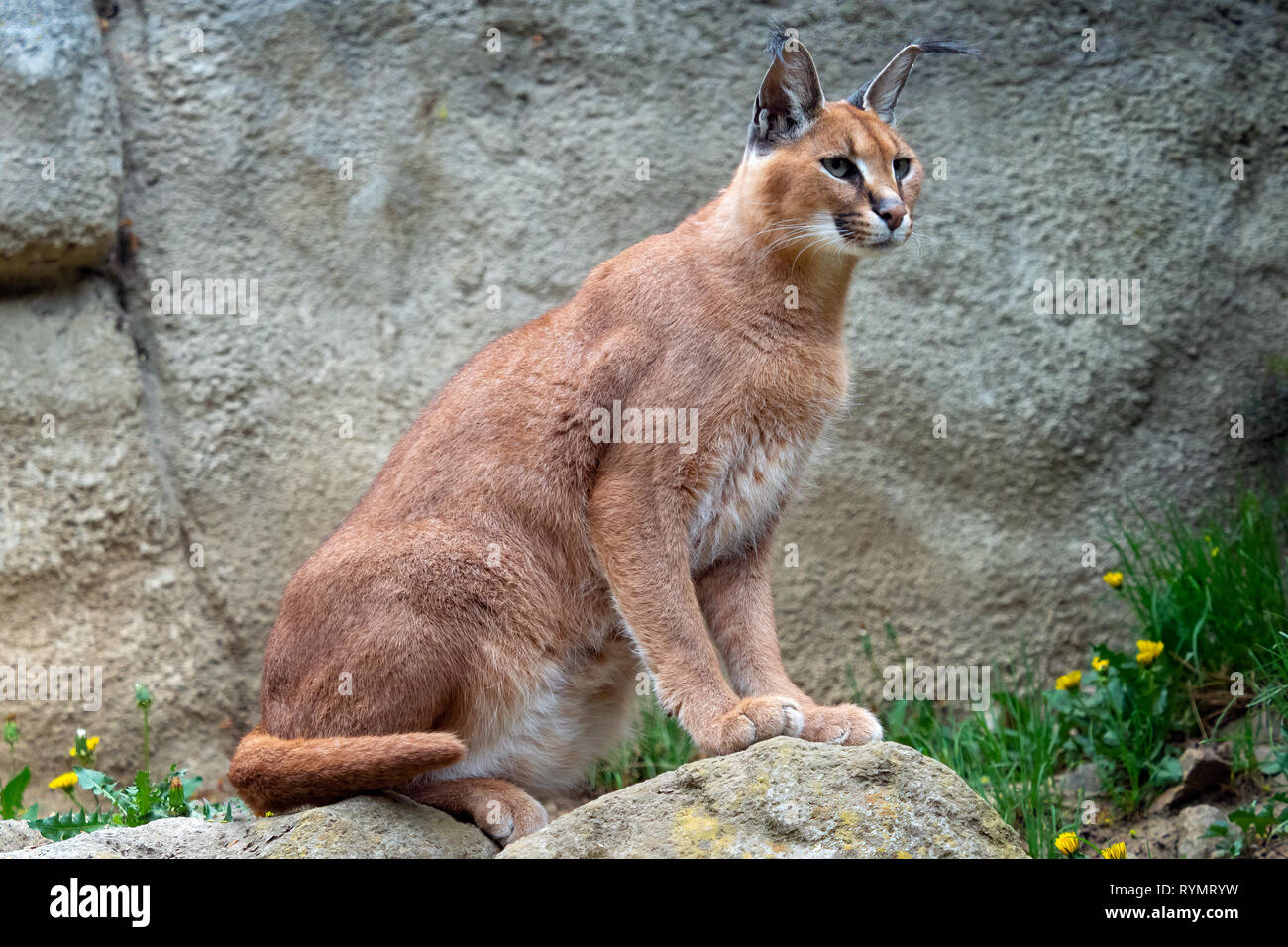 Sauvages adultes Caracal Caracal caracal ou lynx d'Afrique Banque D'Images