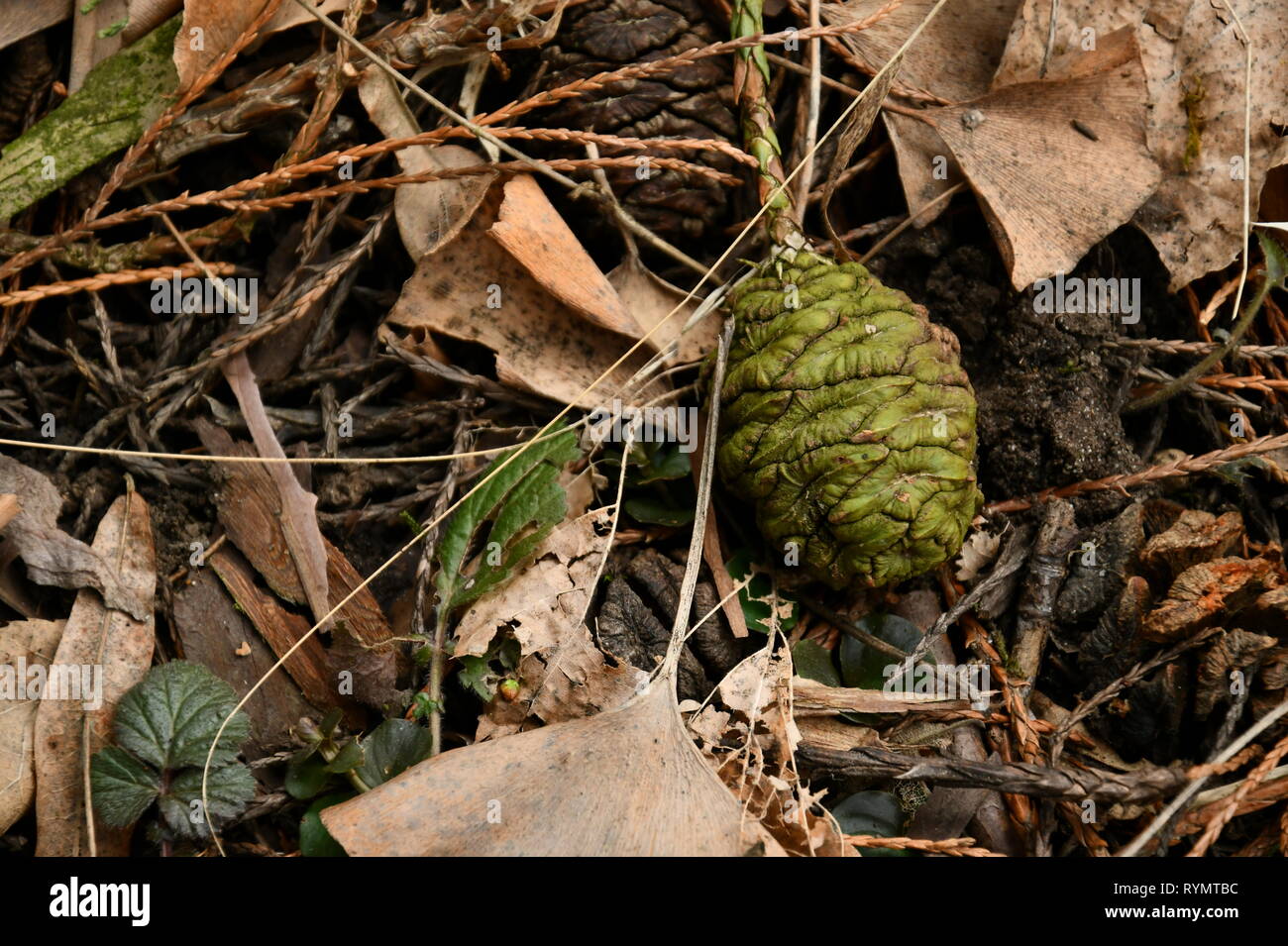 Les cônes verts et bruns d'un géant sequioa entouré de feuilles de ginko brun Banque D'Images