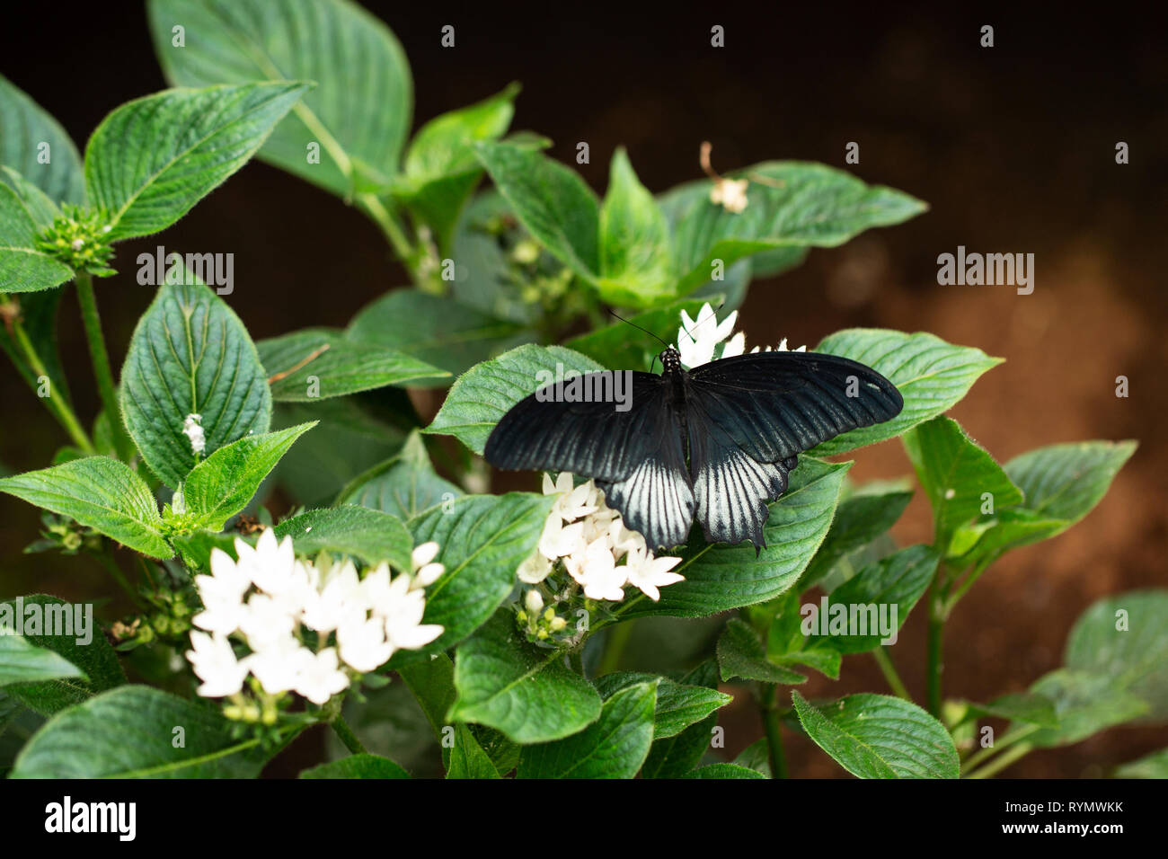 Un mâle agenor Papilio memnon, ou grand Mormon, un grand papillon originaire de l'Asie du Sud appartenant à la famille des ailés, sur une buisson penta blanche. Banque D'Images
