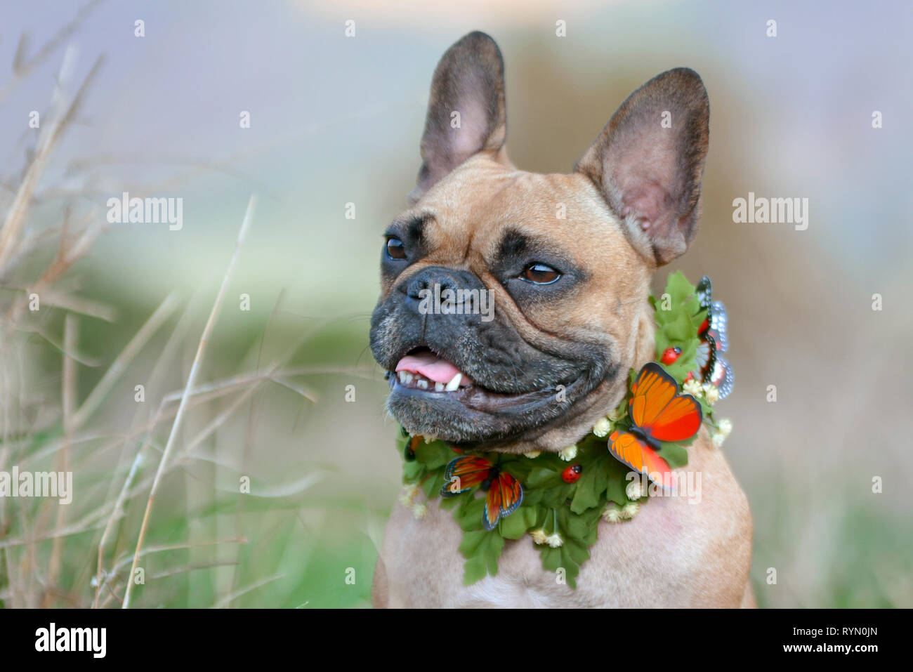 Belle femelle fauve masque noir et Bouledogue français chien avec un collier papillon et feuilles mis en face de l'arrière-plan flou Banque D'Images