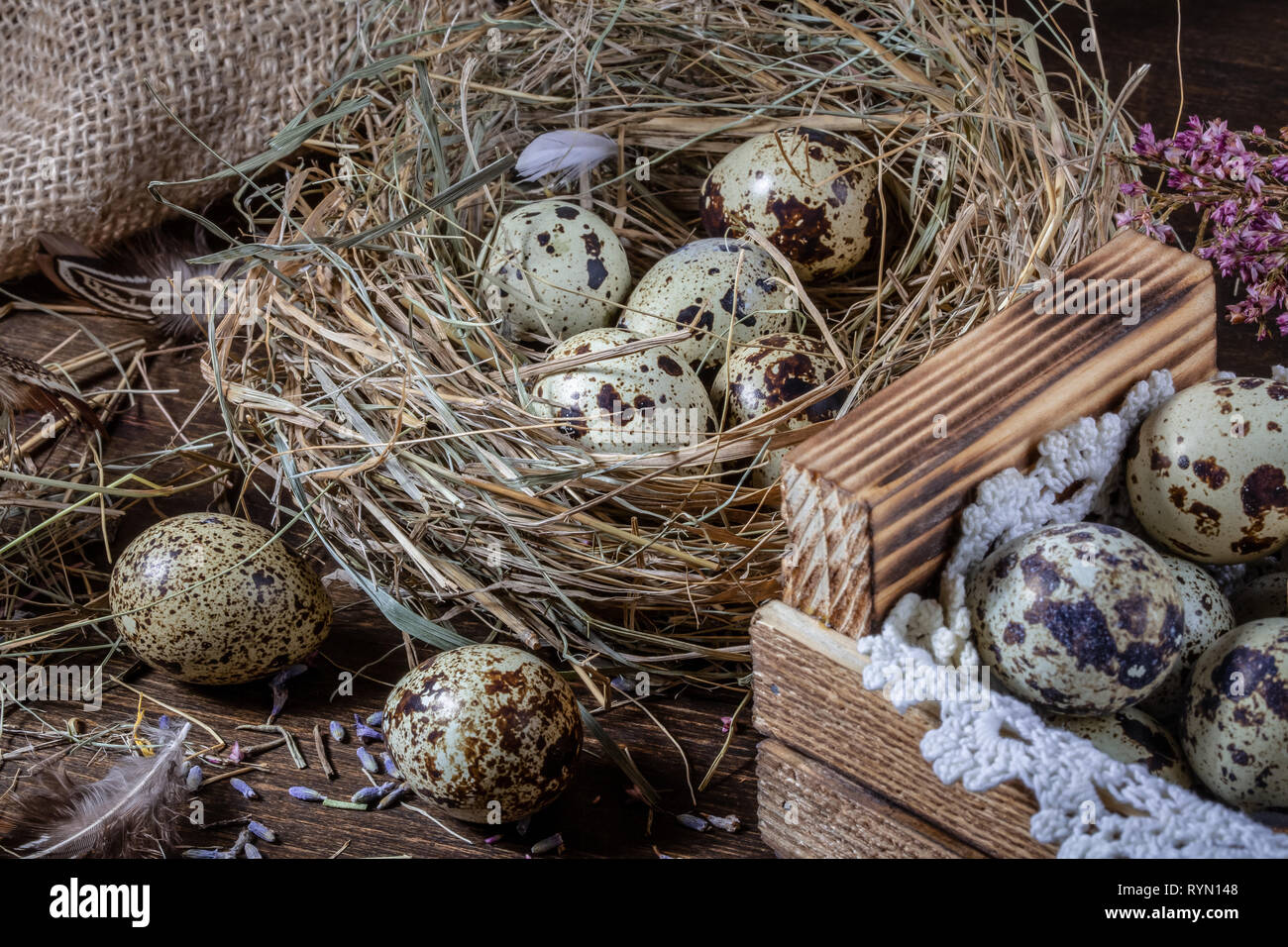 La vie encore mignon avec des oeufs de cailles. Des oeufs de cailles dans le nid et sur la vieille table en bois dans la grange entre objets vintages et de fleurs séchées. Encore Pâques li Banque D'Images