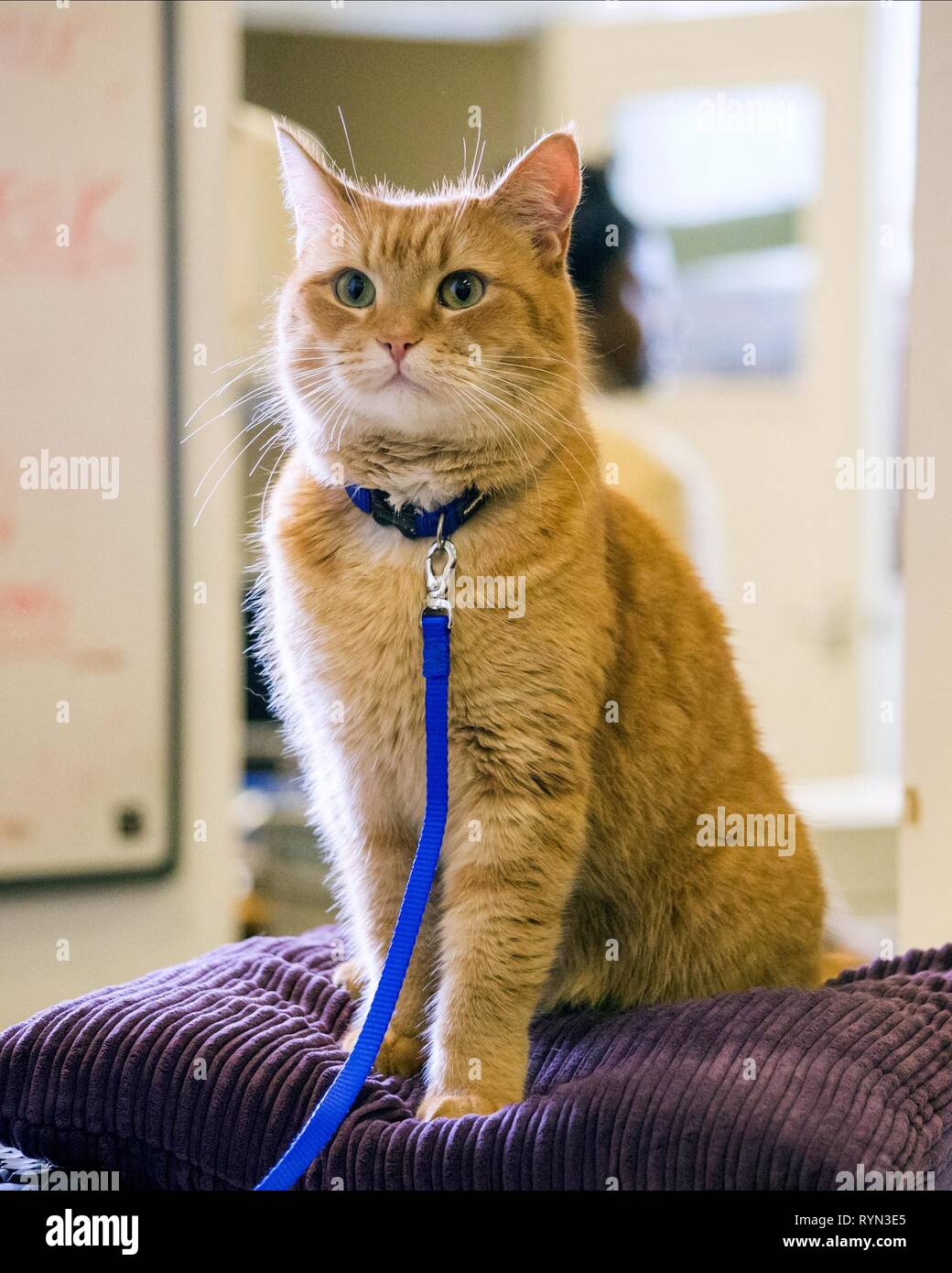 Bob The Cat Film Banque D Image Et Photos Alamy Bob The Cat Film Banque D Image Et Photos Alamy