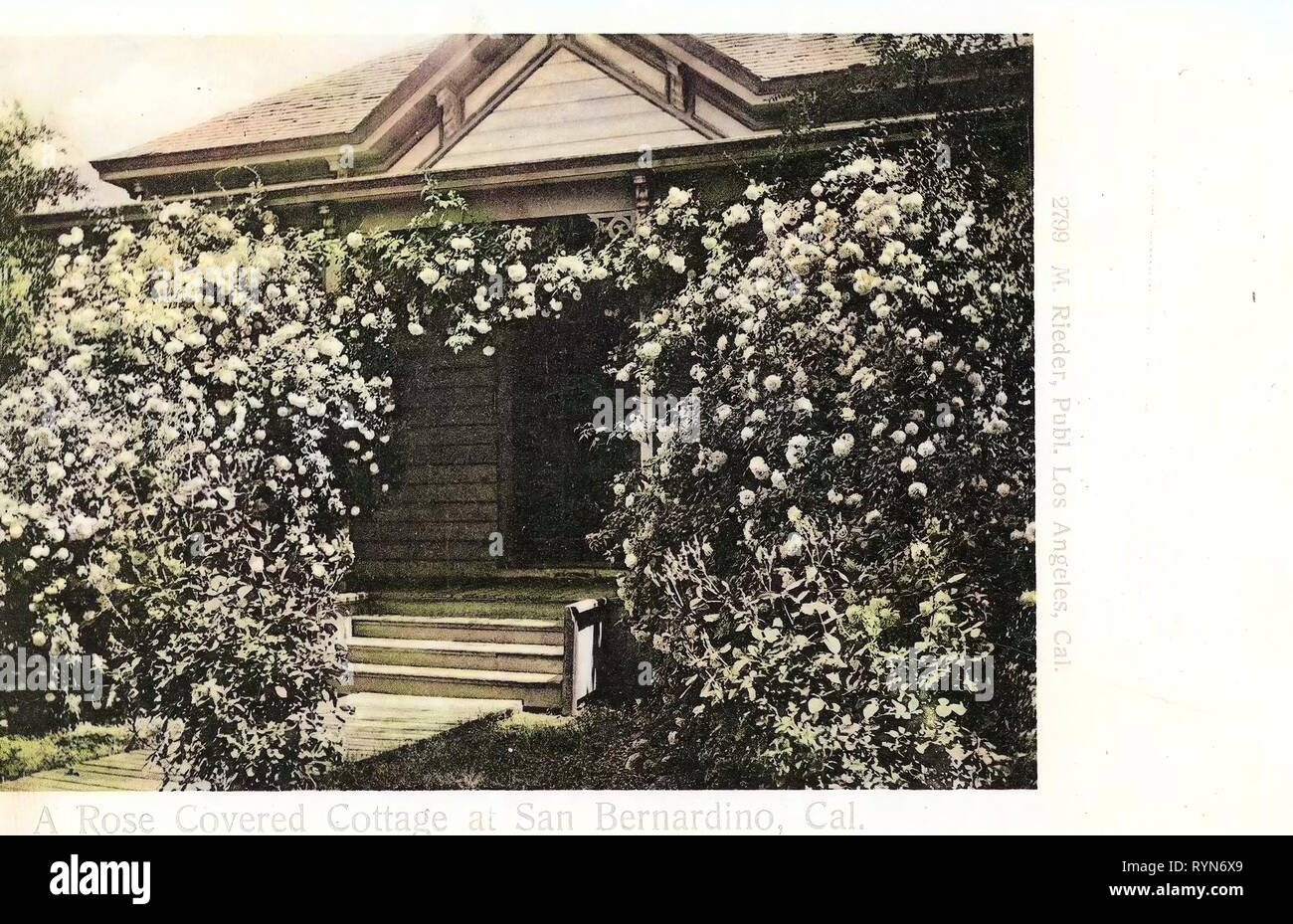 Roseraies, San Bernardino, Californie, 1905, une Rose Cottage couverts à San Bernardino, Cal Banque D'Images