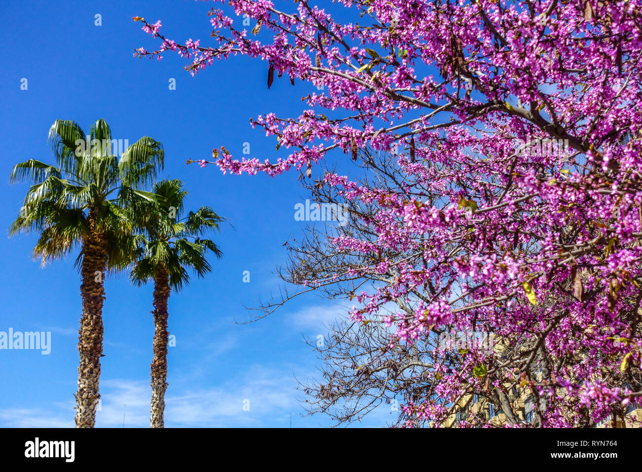 Valence arbre de palmier et floraison arbre Judas Valence Espagne arbre de floraison de printemps Cercis siliquastrum jardin d'arbres Judas avec des palmiers Banque D'Images