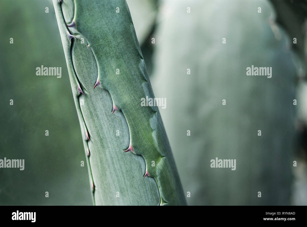 Extreme close-up de figues de tige de American aloe, Agave americana Banque D'Images