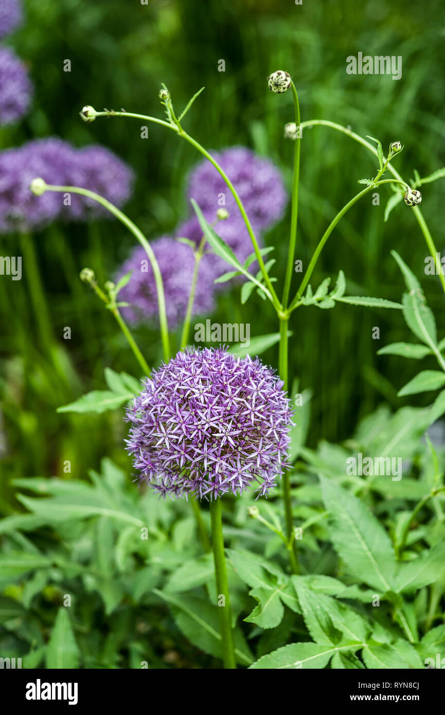 Groupe d'Allium cristophii violet couplé avec des bourgeons et des feuilles, Cephalaria gigantea Banque D'Images