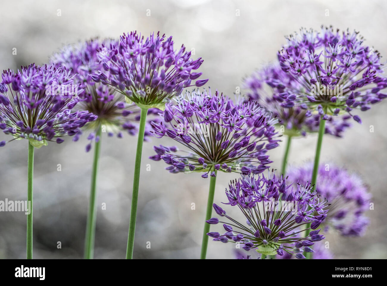 Groupe d'Airy Allium hollandicum sur de hautes tiges, contre la lumière, l'arrière-plan flou Banque D'Images