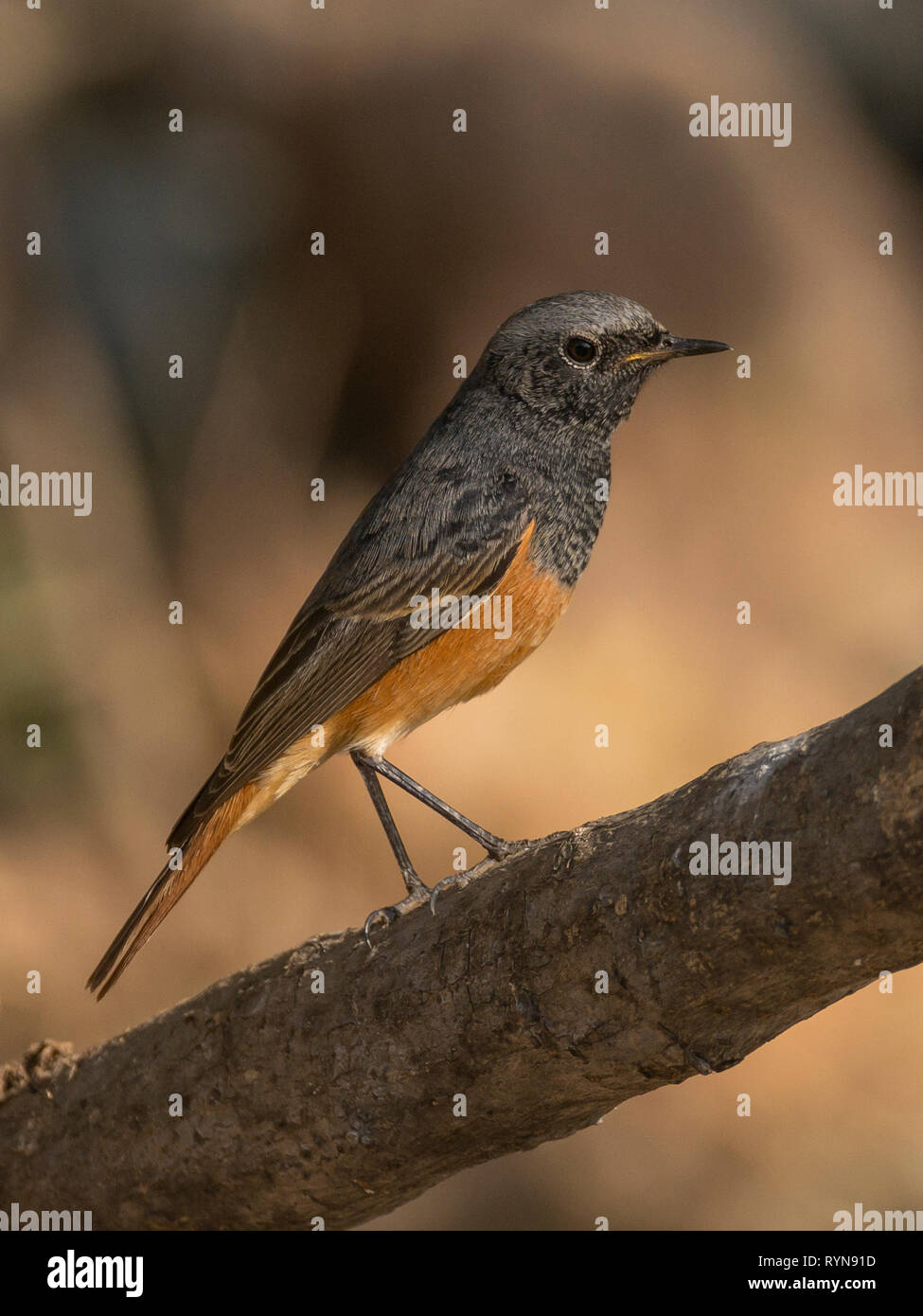 Rougequeue noir (Phoenicurus ochruros) polo forêt, Gujarat, Inde Banque D'Images