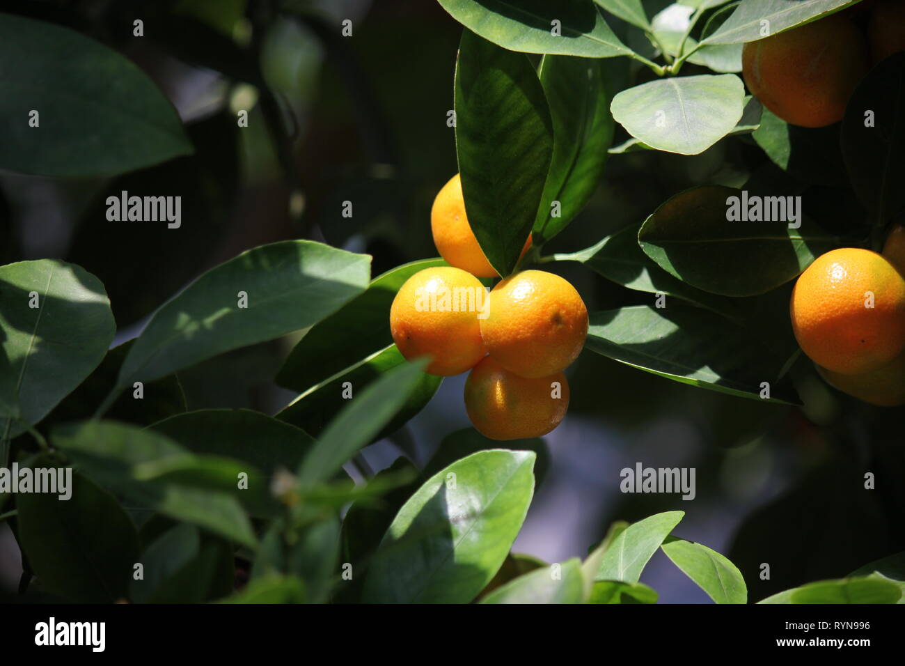 Calamondin, agrumes microcarpa, Citrofortunella microcarpa, Citrofortunella mitis mitis citrus calamondin,, Banque D'Images