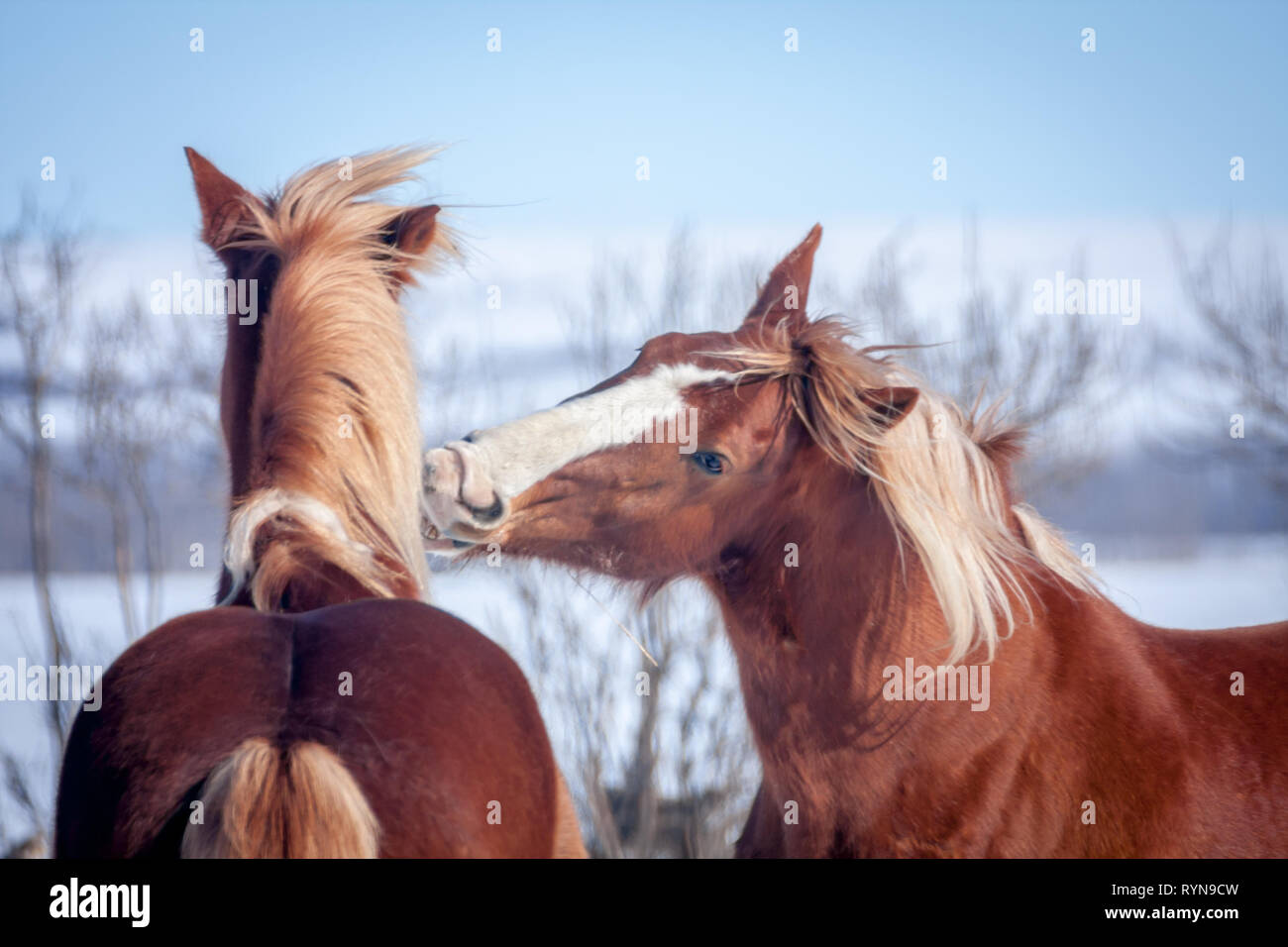 Deux belles, fougueux, animée chevaux brun s'engager dans les bousculades dans un pâturage sur froide journée d'hiver dans les régions rurales de l'Alberta, Canada Banque D'Images