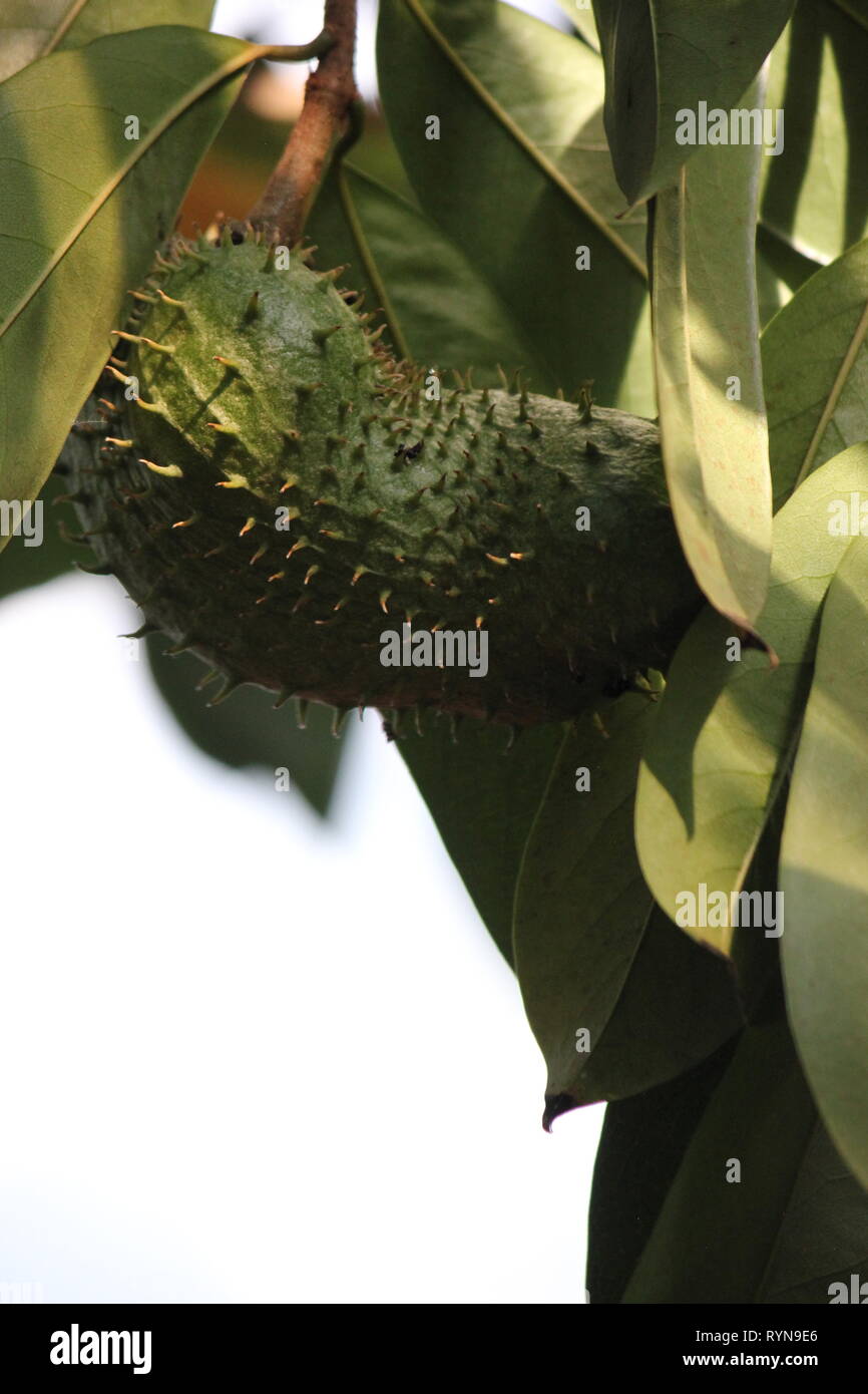 Corossol, Graviola, guyabano, guanábana, Annona muricata, Annona macrocarpa, Annona crassiflora, Guanabanus bonplandiana muricatus, Annona. Banque D'Images