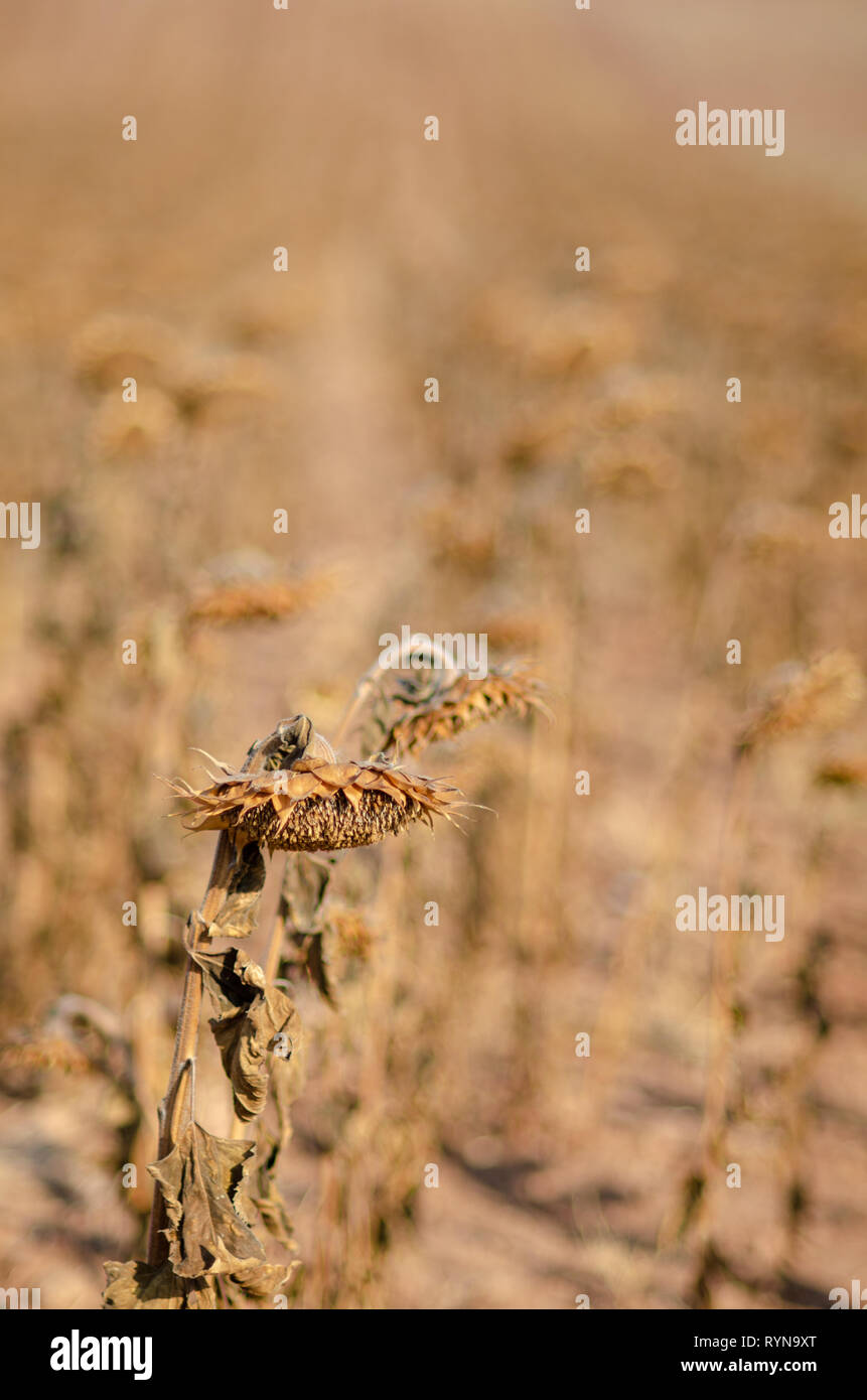 Tournesols morts paysage aride Banque D'Images