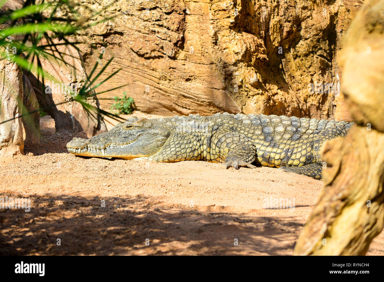 Cocodrilo del Nilo Crocodylus niloticus Banque D'Images