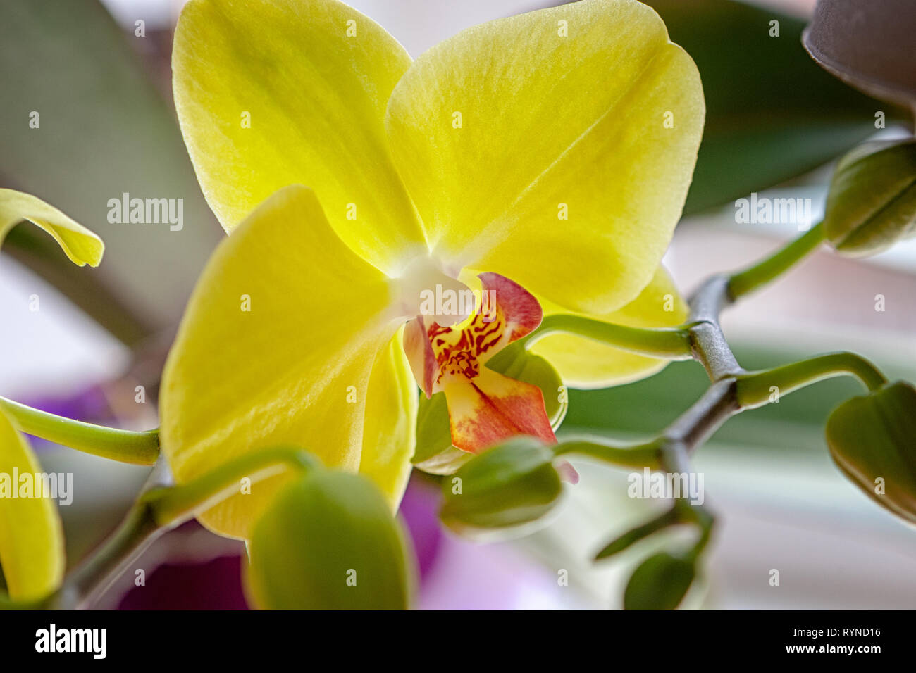 Orchidée fleur jaune fleur plante exotique en fleurs..ou de décoration  ornement pour la conception. Macro Photo Stock - Alamy