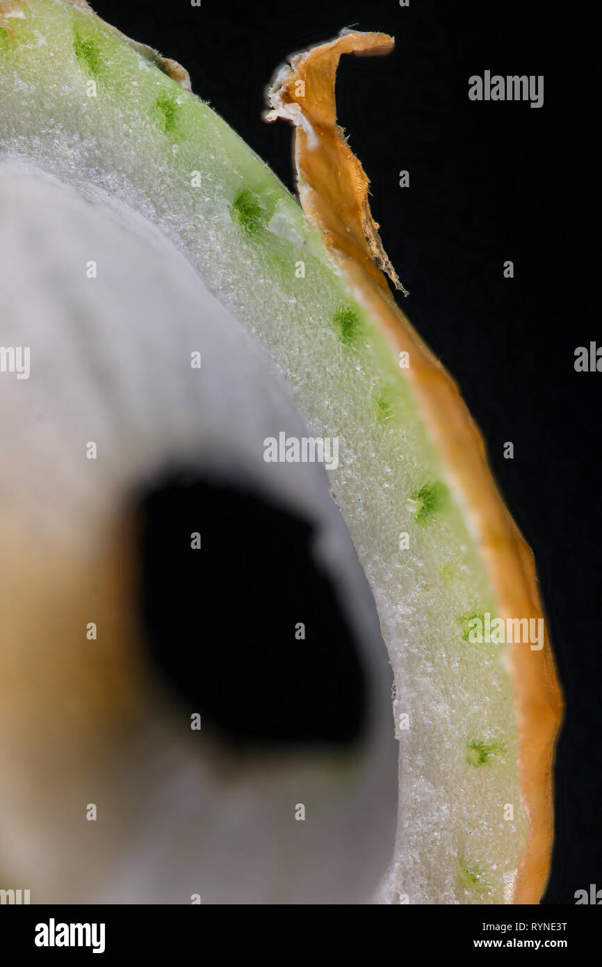 Gros plan macro d'oignon avec structure cellulaire végétale Banque D'Images