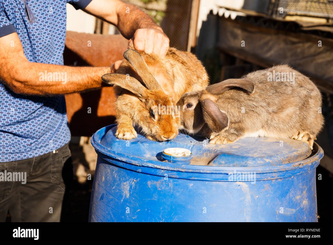 Rabbit farmer Banque de photographies et d’images à haute résolution ...