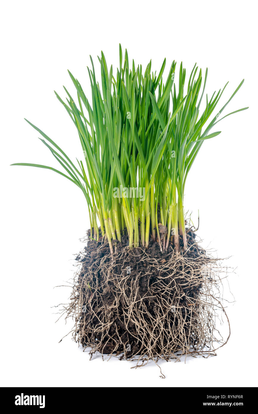 Jeune pousse de printemps avec les racines des plantes l'ail est isolé sur fond blanc Banque D'Images